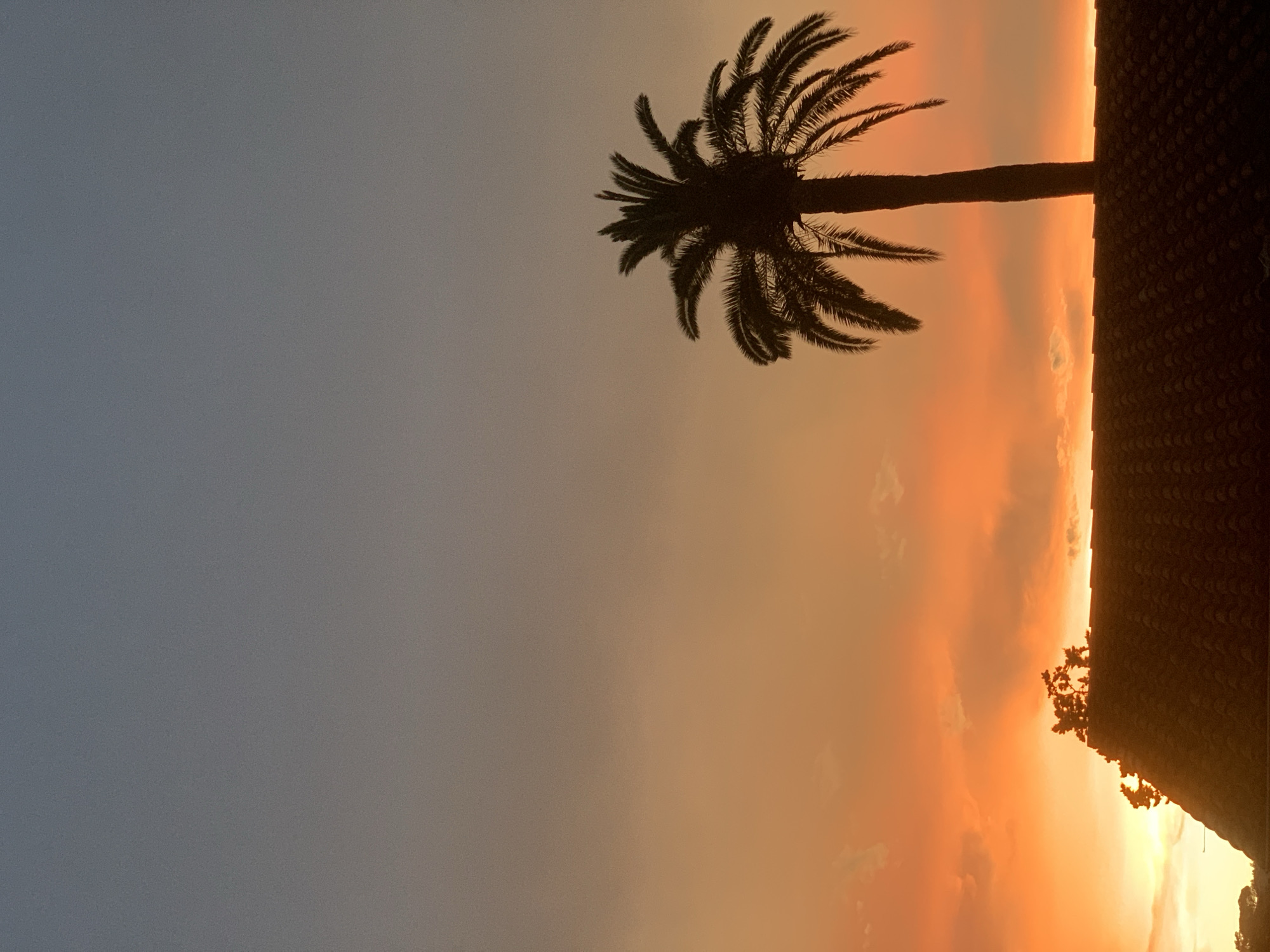 Sunset observed with palm tree silhouette in Cannes, France