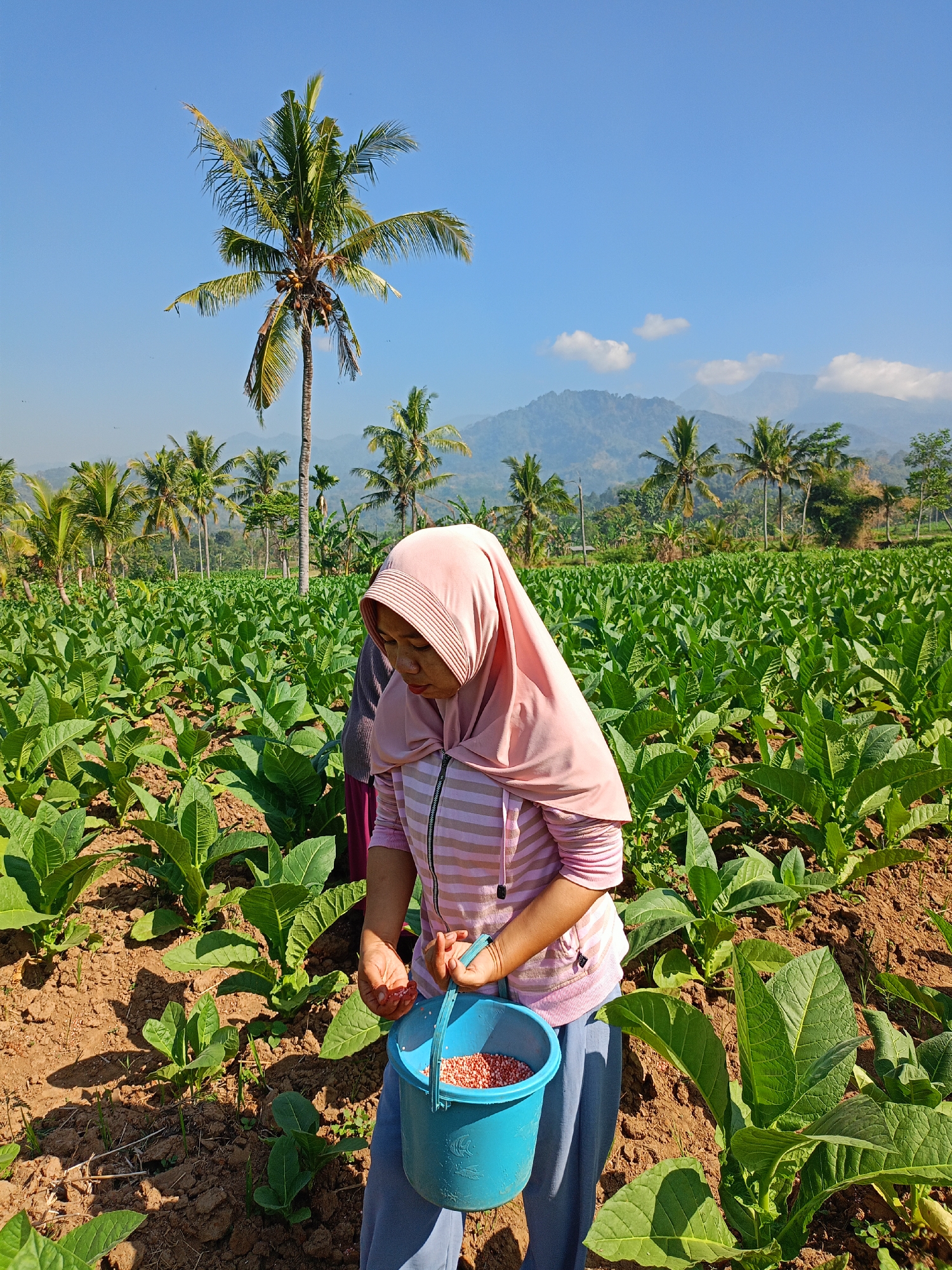 Tobacco field work underway in Panduman, East Java