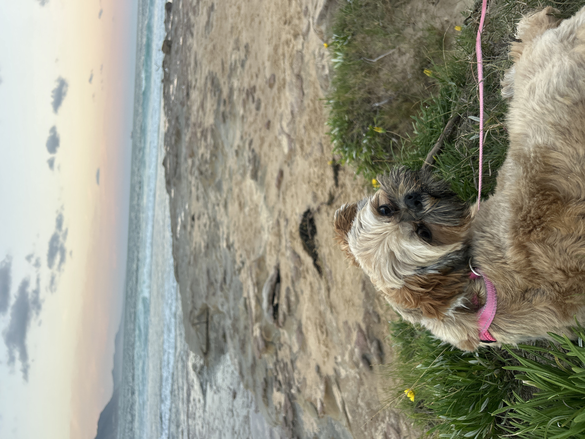 Dog walker takes Shih Tzu to Thirroul beach