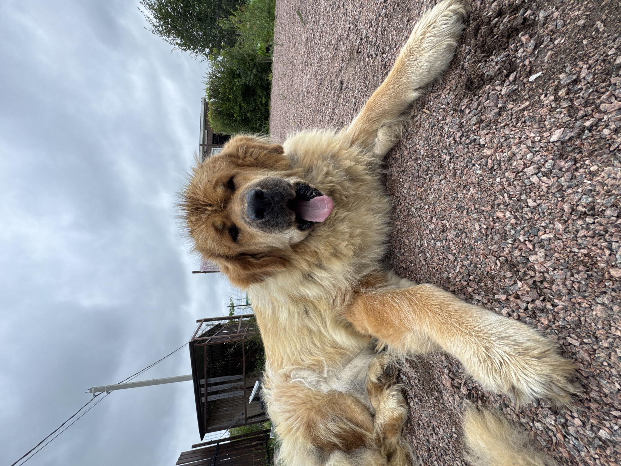 Dogs, a cat, and caterpillars share a Russian backyard