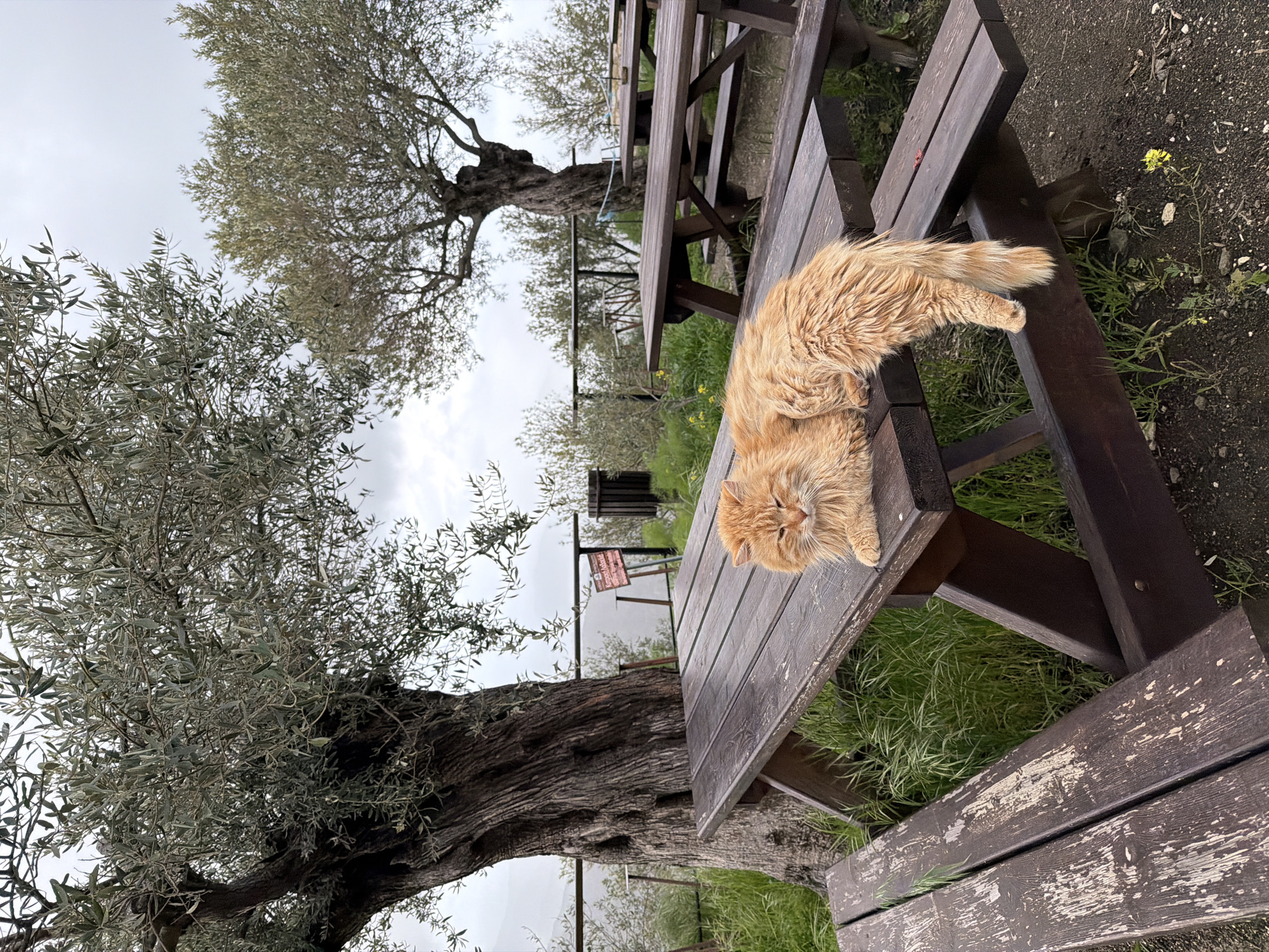 Tourists explore historic olive tree and mountain views in Cyprus