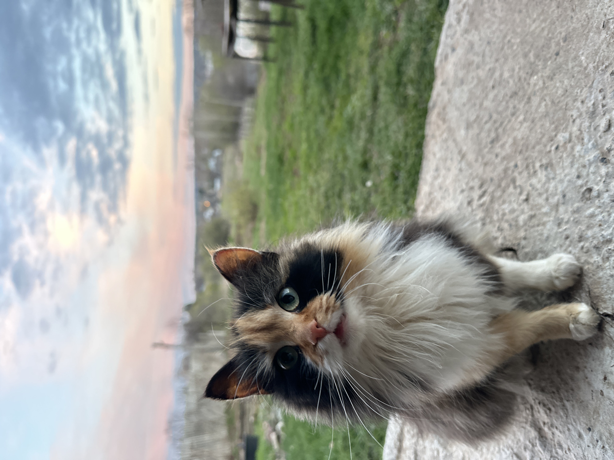 Calico cat photographed in close-up in Альняш, Russia