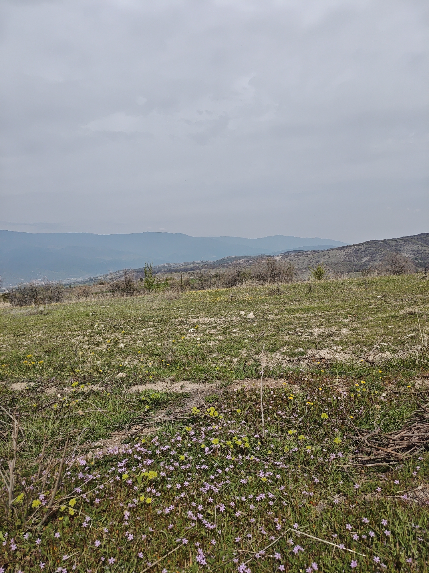 Rural mountain area documented with dog, flowers, industry