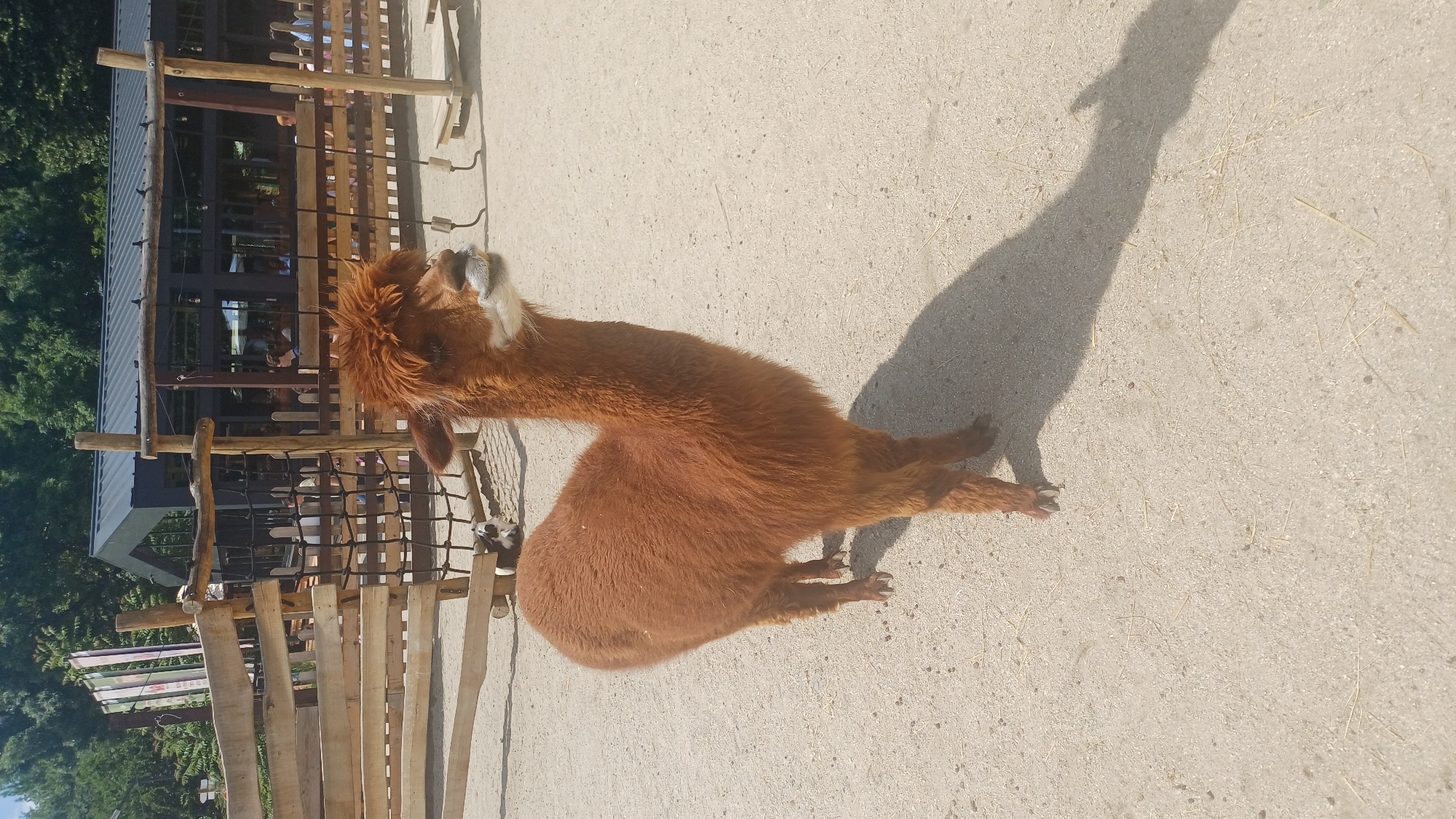 Morning cafe visit with alpaca sighting documented in Sofia