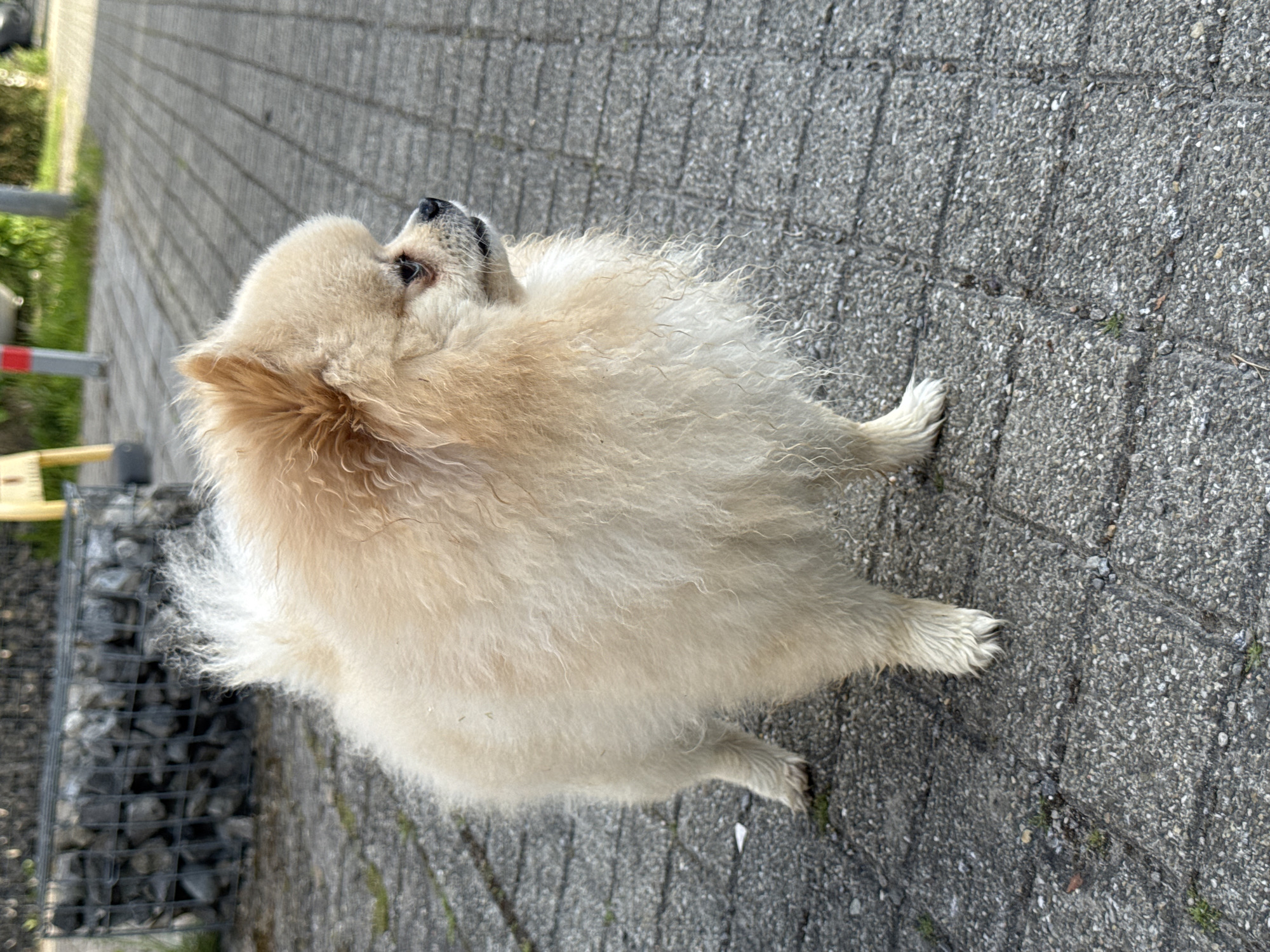 Pomeranian dog spotted on morning walk in Bietigheim-Bissingen