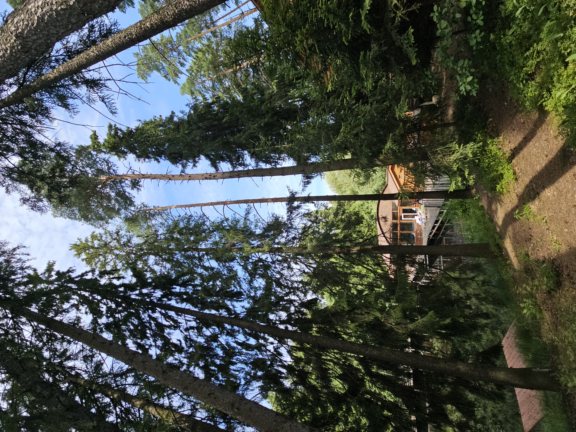 Morning at a forest lake resort in Ulitkino, Russia