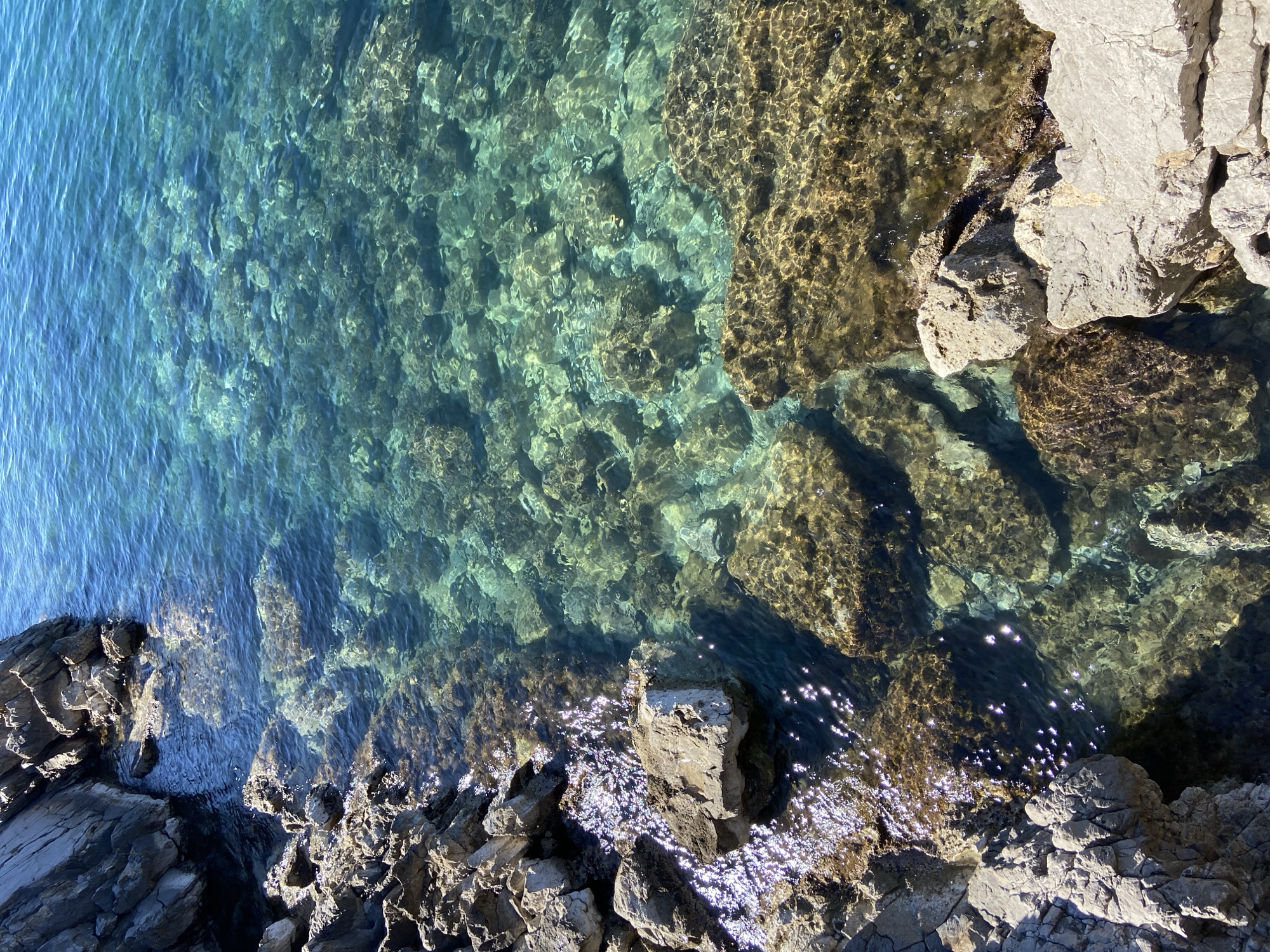 Morning coastal documentation captures Budva's Adriatic shoreline and marine life