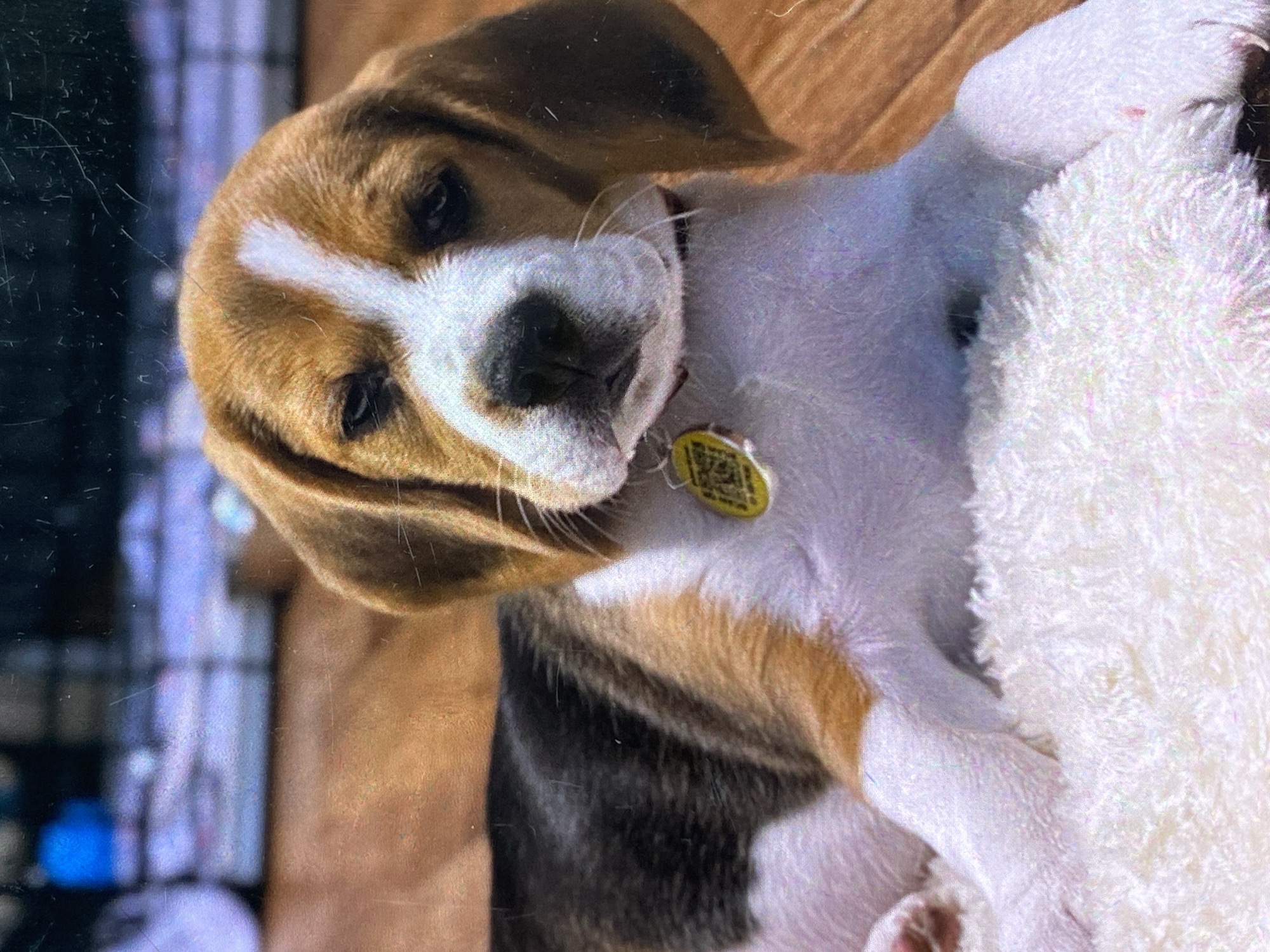Beagle puppy out and about in Krasnoyarsk