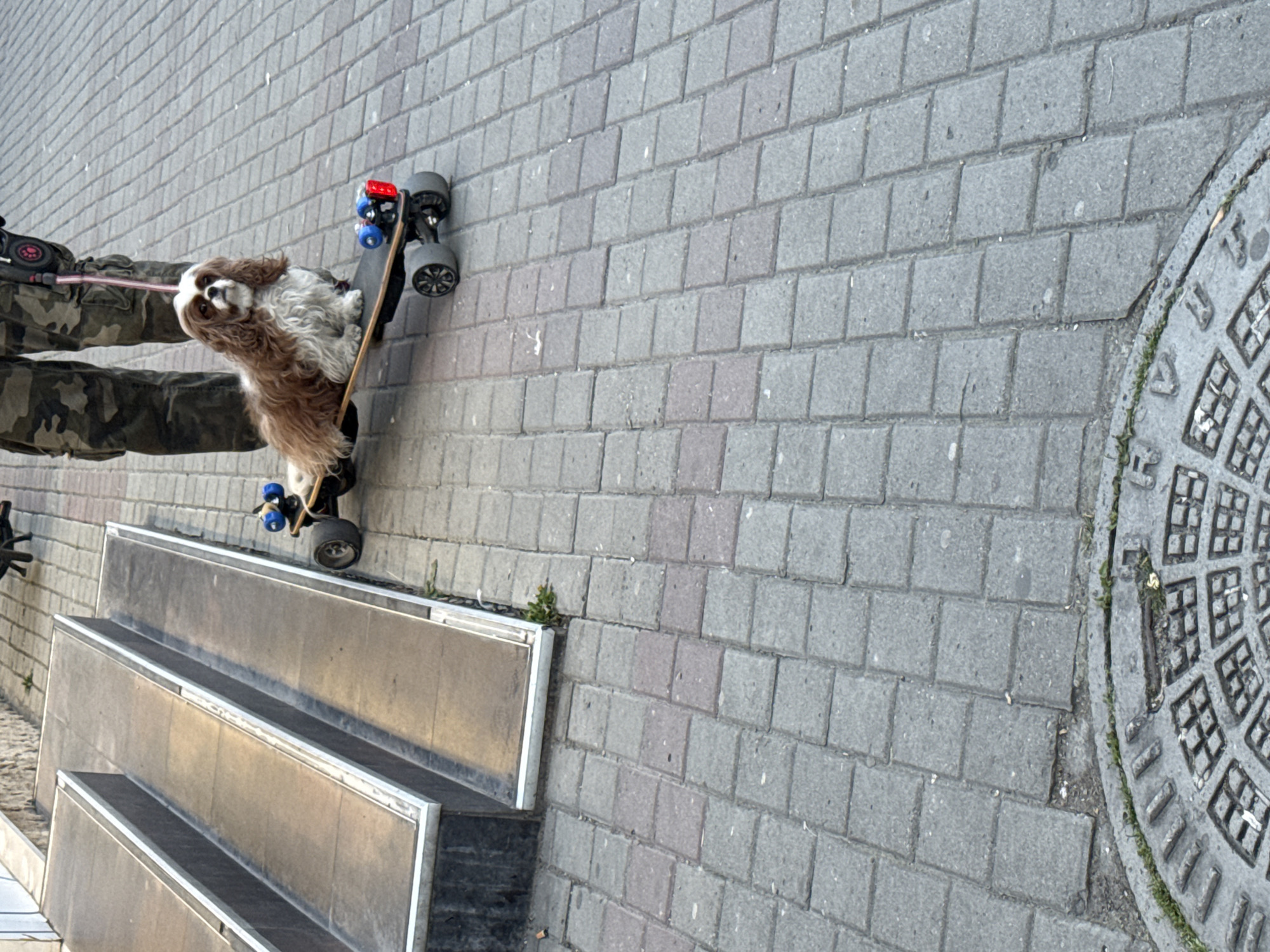 Dog rides electric skateboard on leash in Varna street