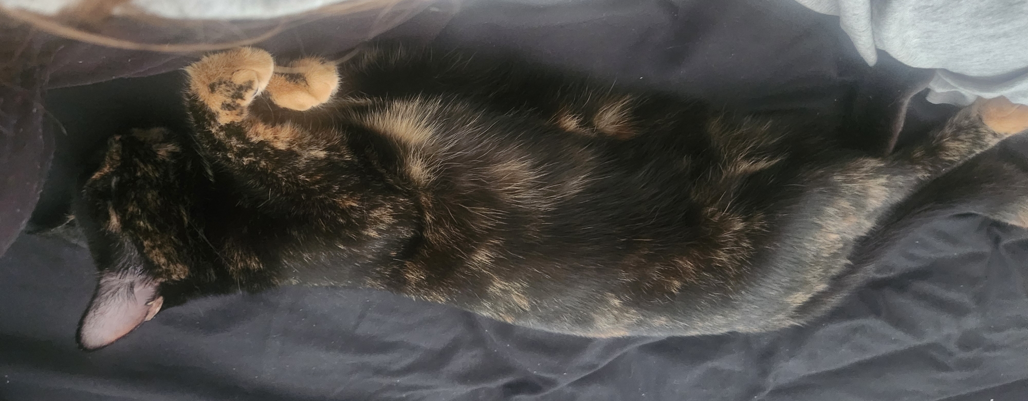 Lazy afternoon: napping cat and latte art in Fort Myers