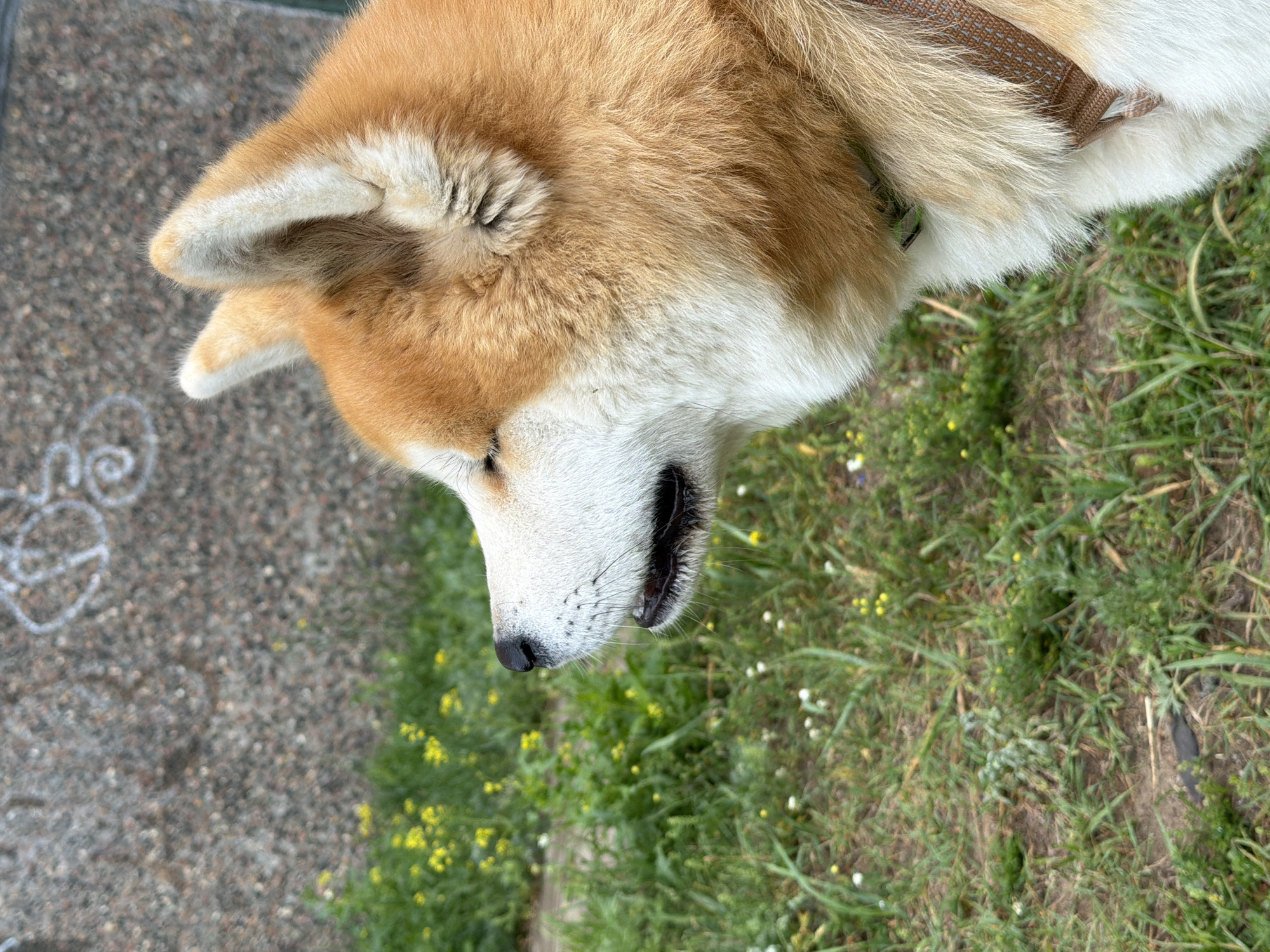 Late-night dog walk through a Chaikovsky residential neighborhood
