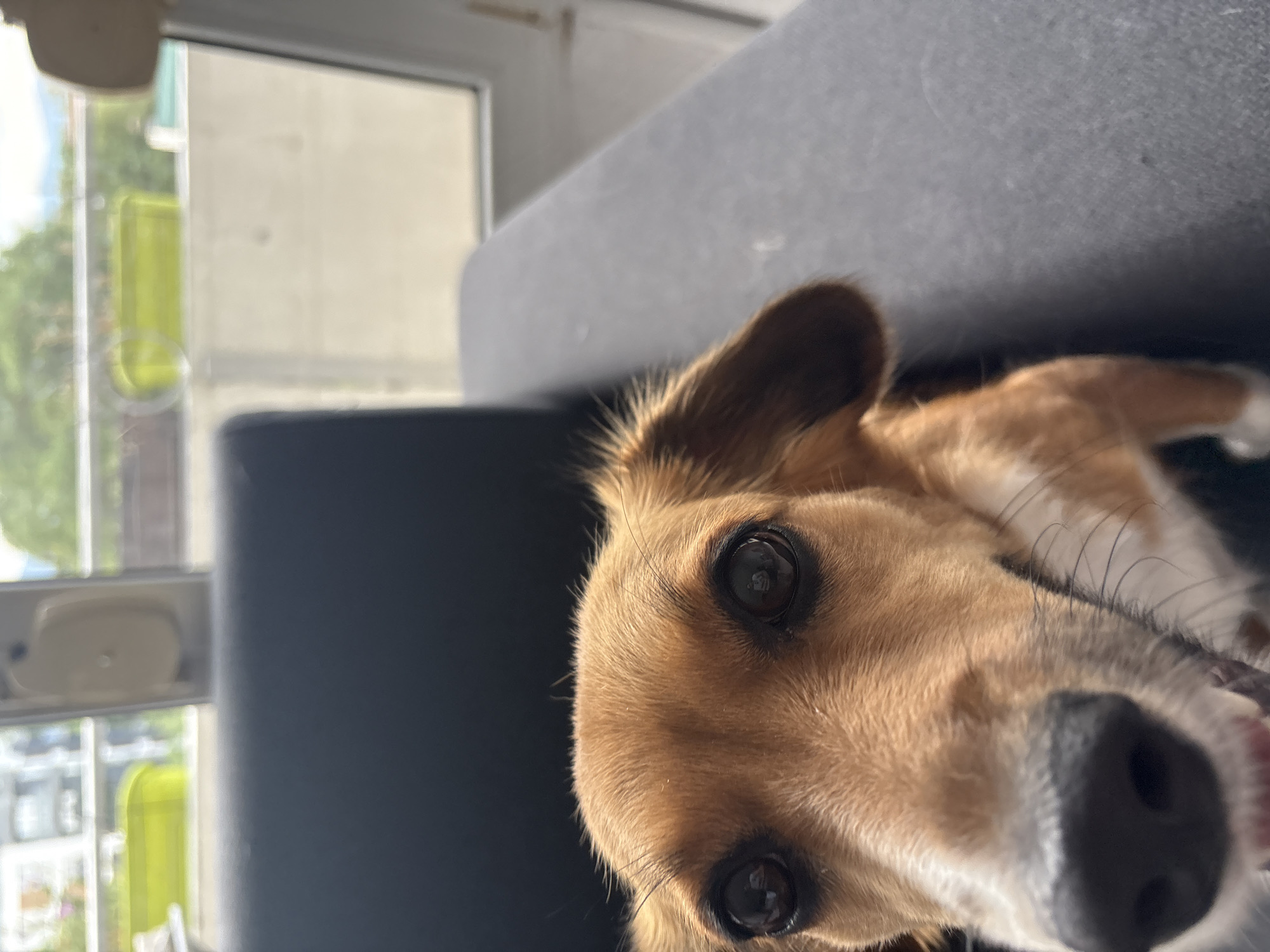 Pets, pizza, and a quiet morning at home in Plovdiv