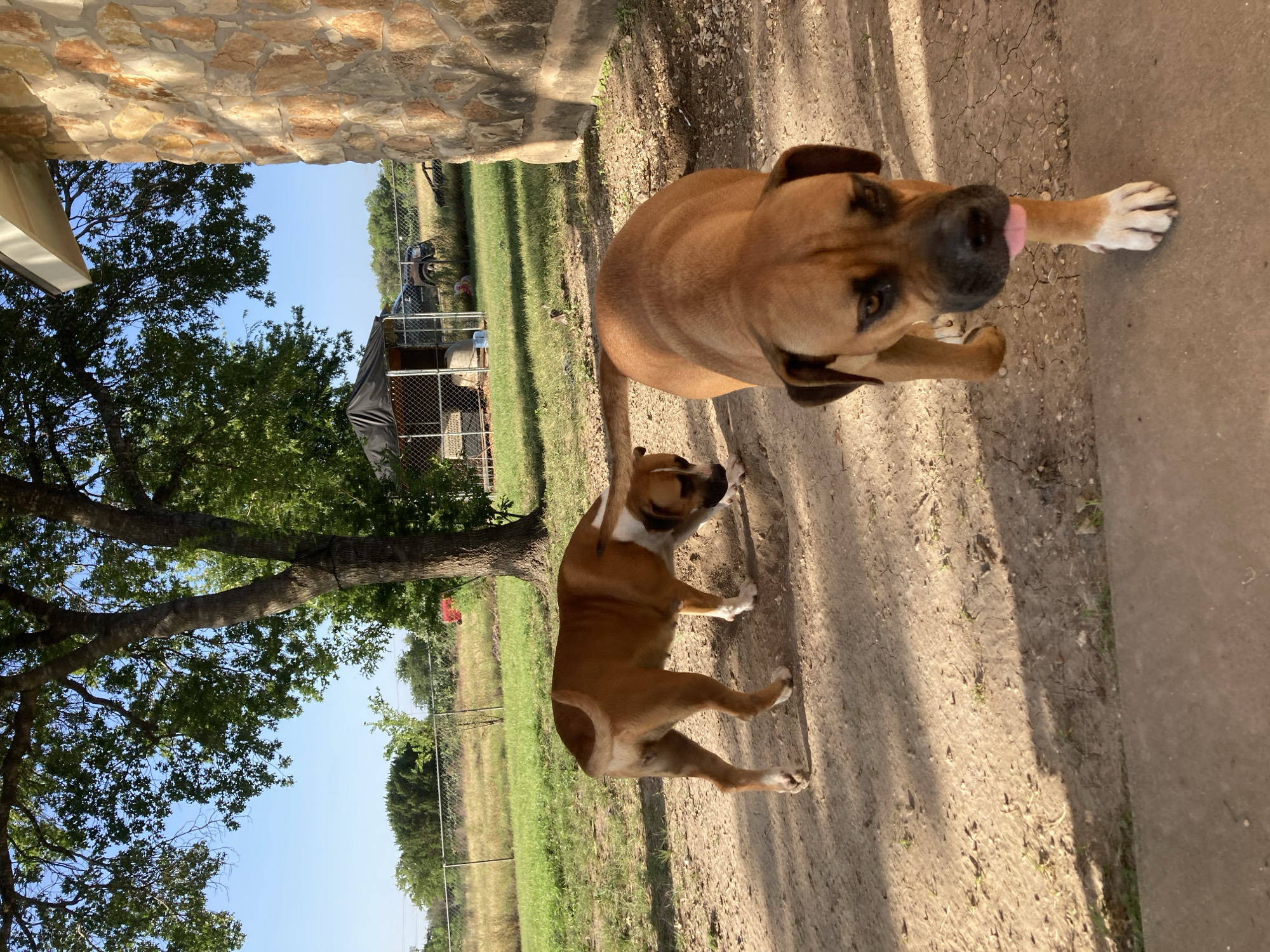 Boxer dogs and graffiti art in a Round Rock backyard