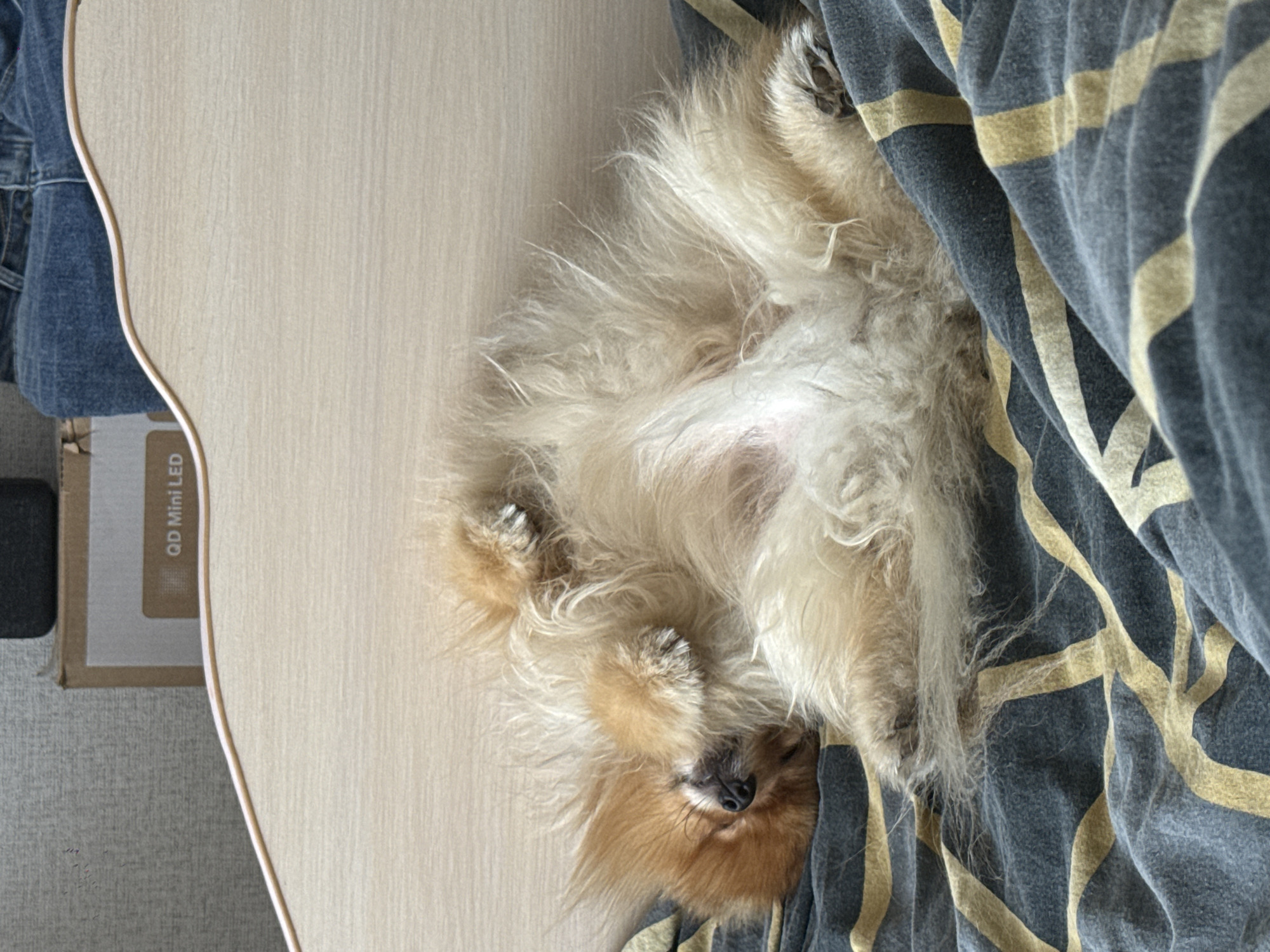 Dog relaxes on striped blanket in Ufa, Russia