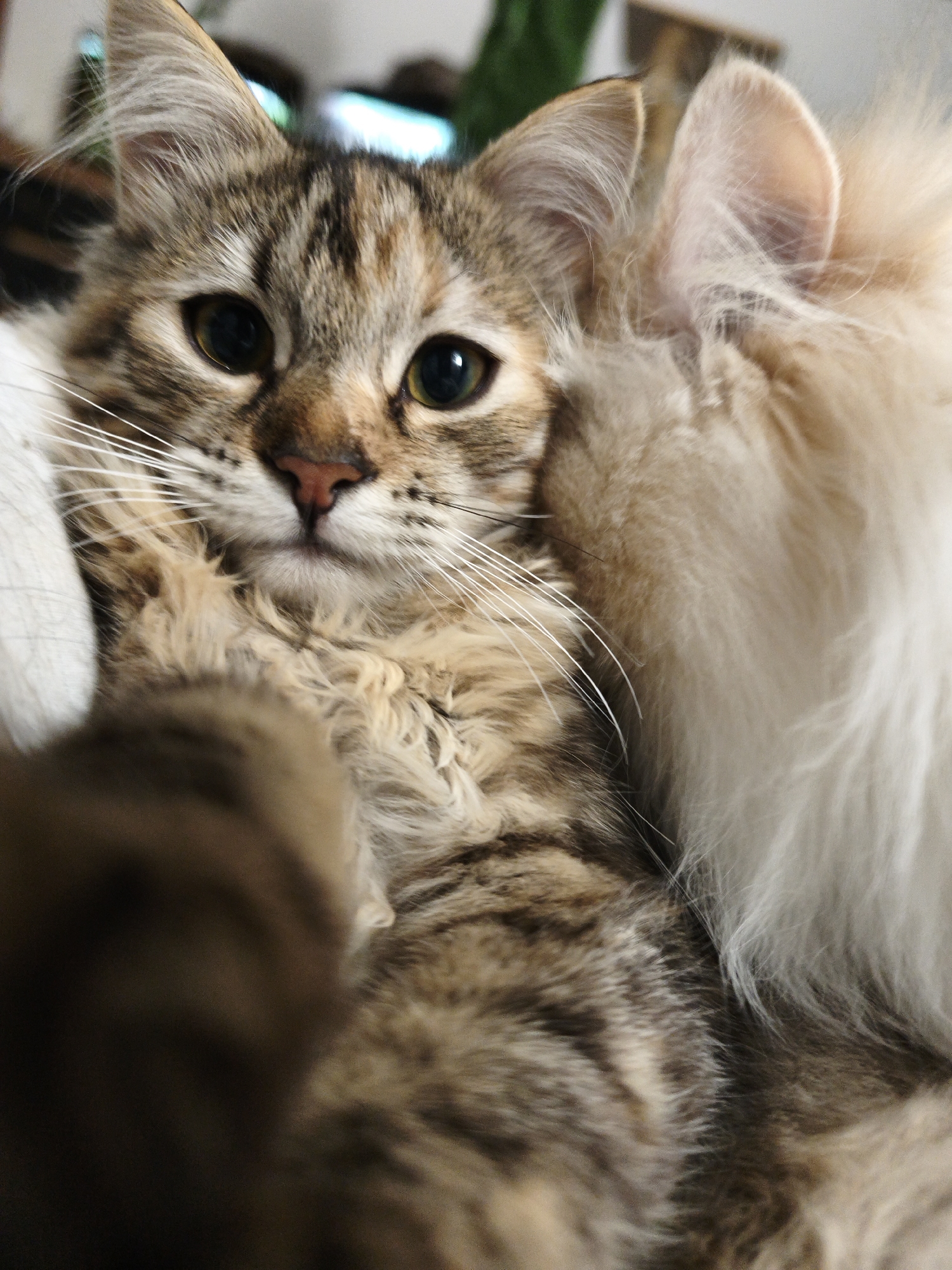 Cats and kittens photographed up close in a Morąg home