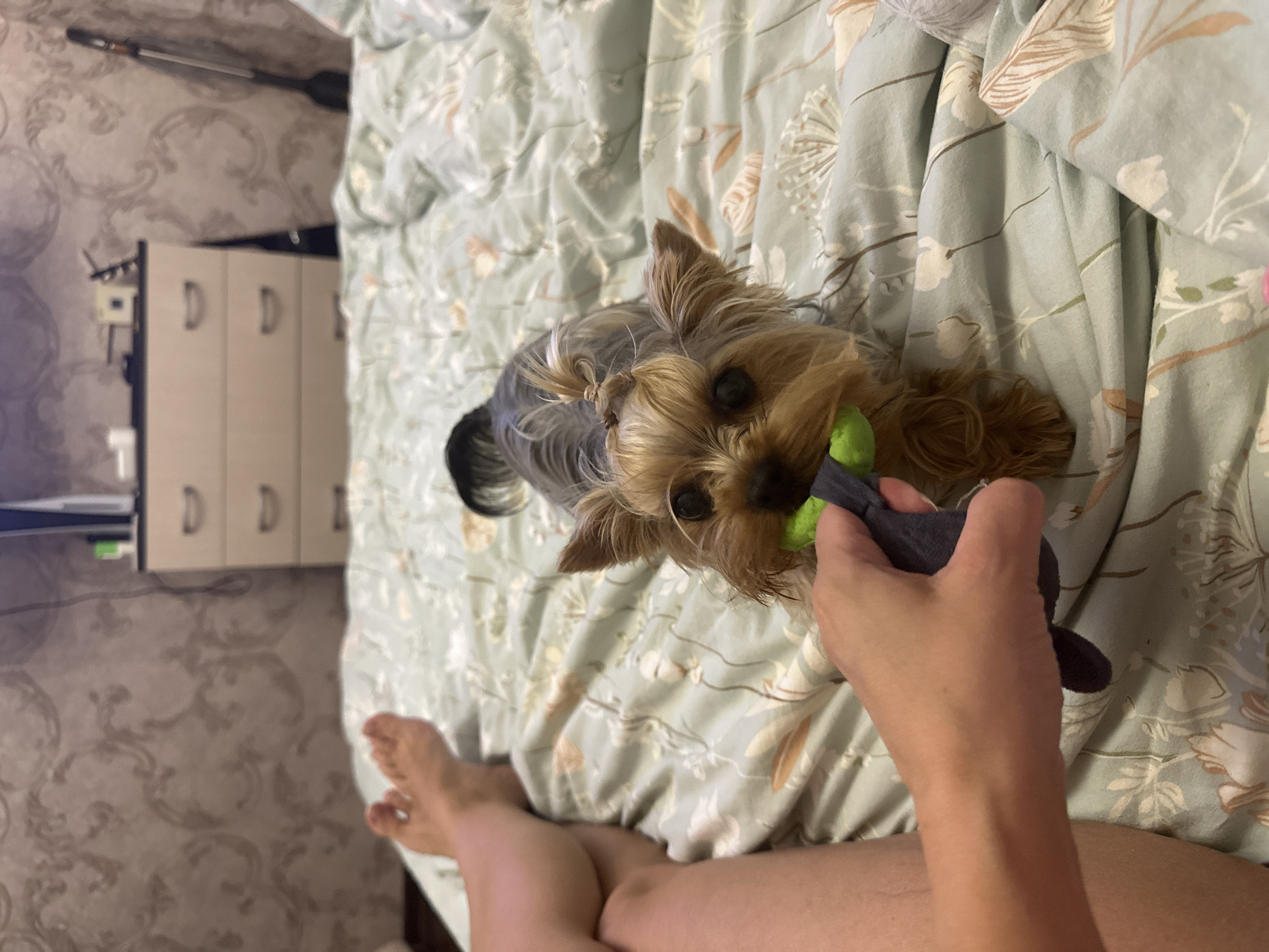 Yorkshire Terrier plays and roams around a Russian home