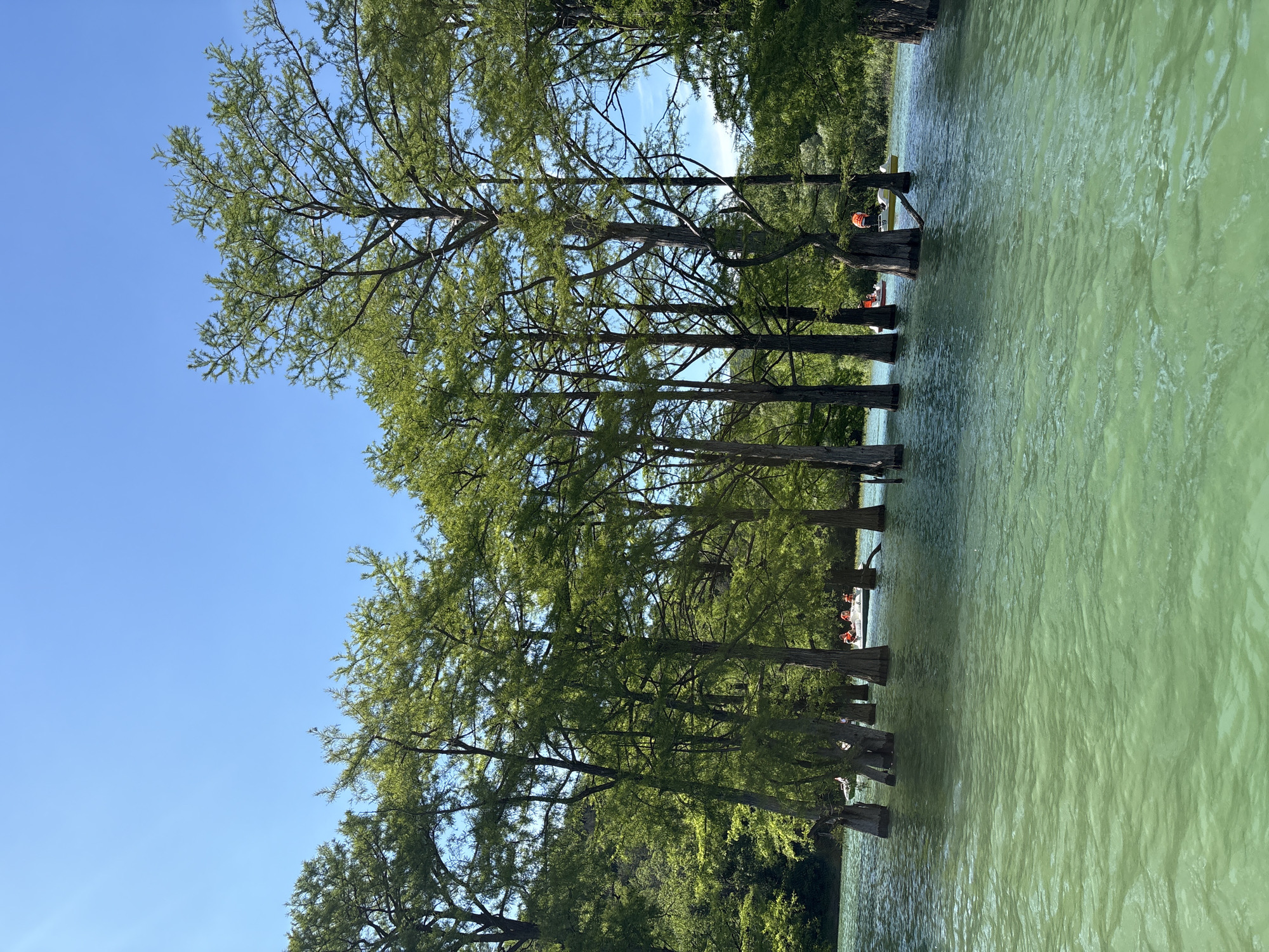 Trees Growing From Lake Waters Photographed in Sukko Russia