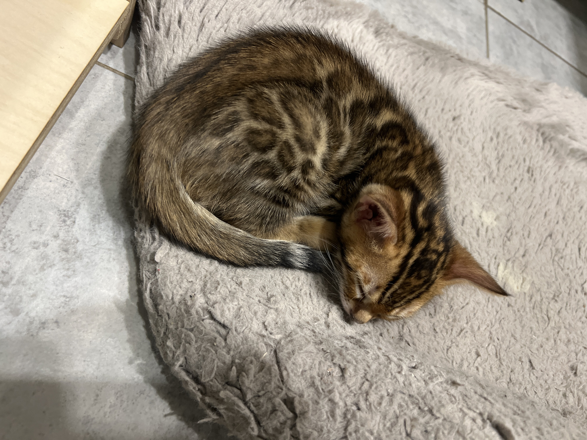 Bengal kitten, ginger cat, and cozy home details in Krasnoyarsk