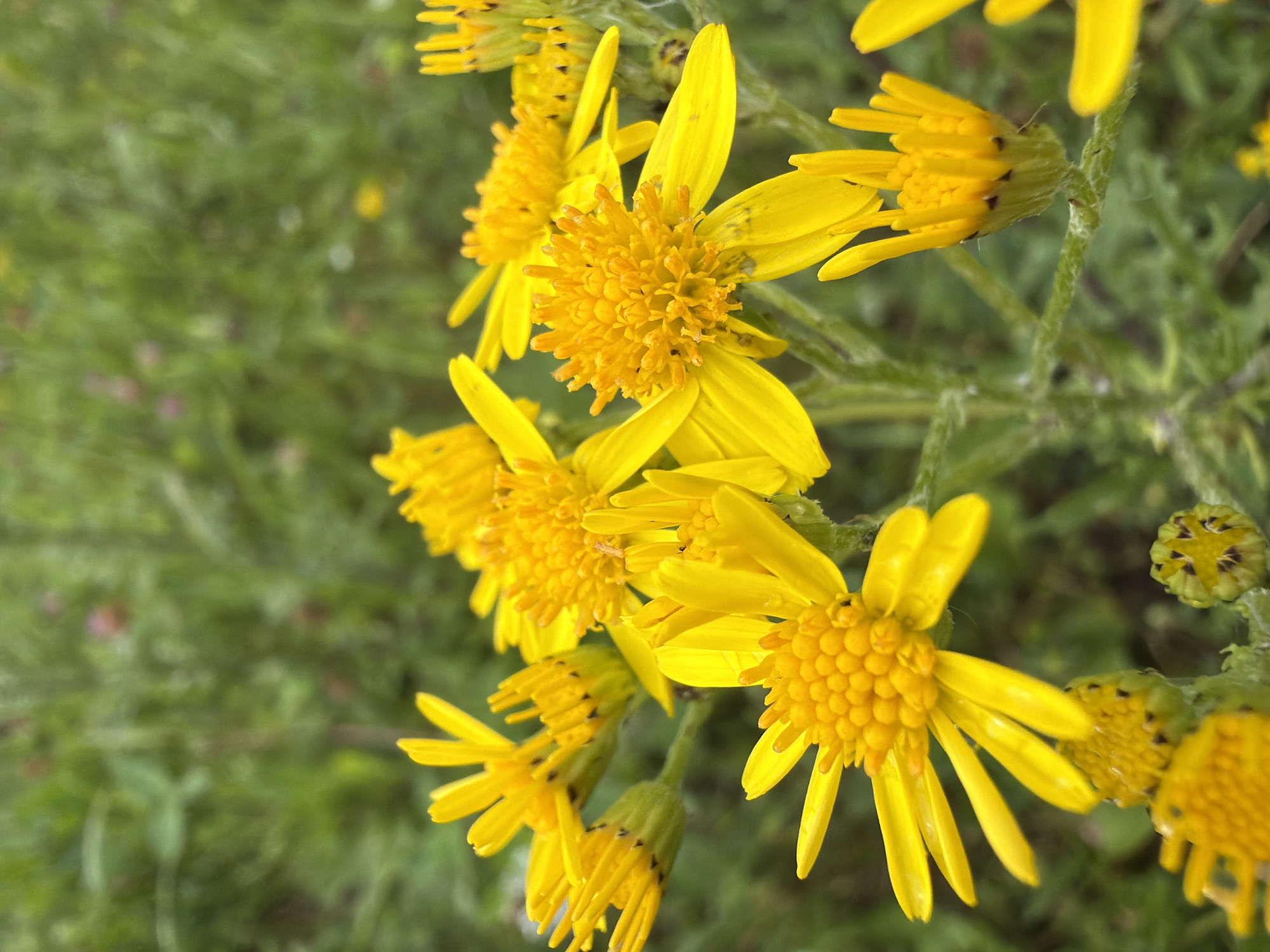 Yellow daisy-like flowers blooming in midsummer Latvia