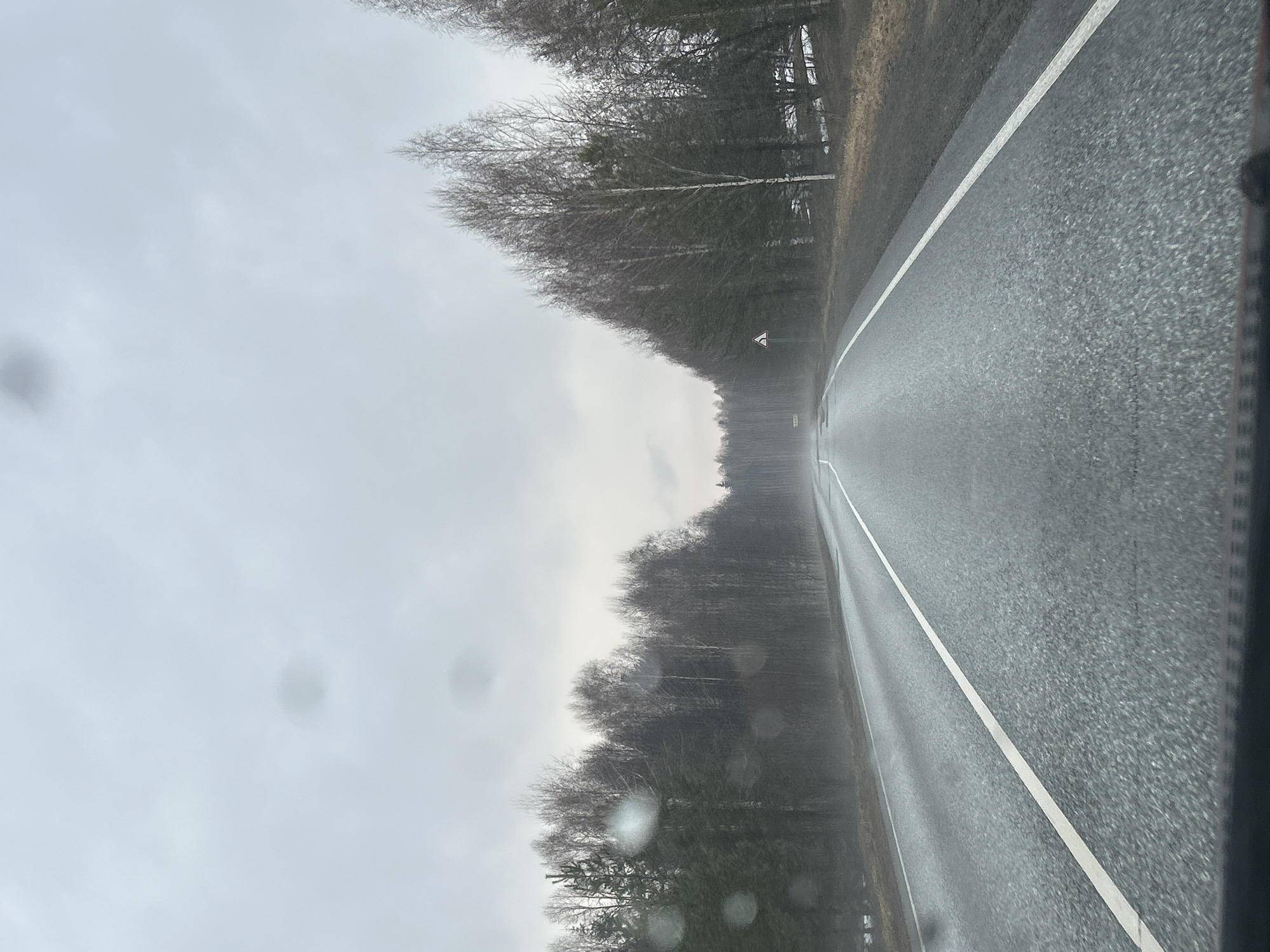 Forest road documented under gray skies in Belaya Gora