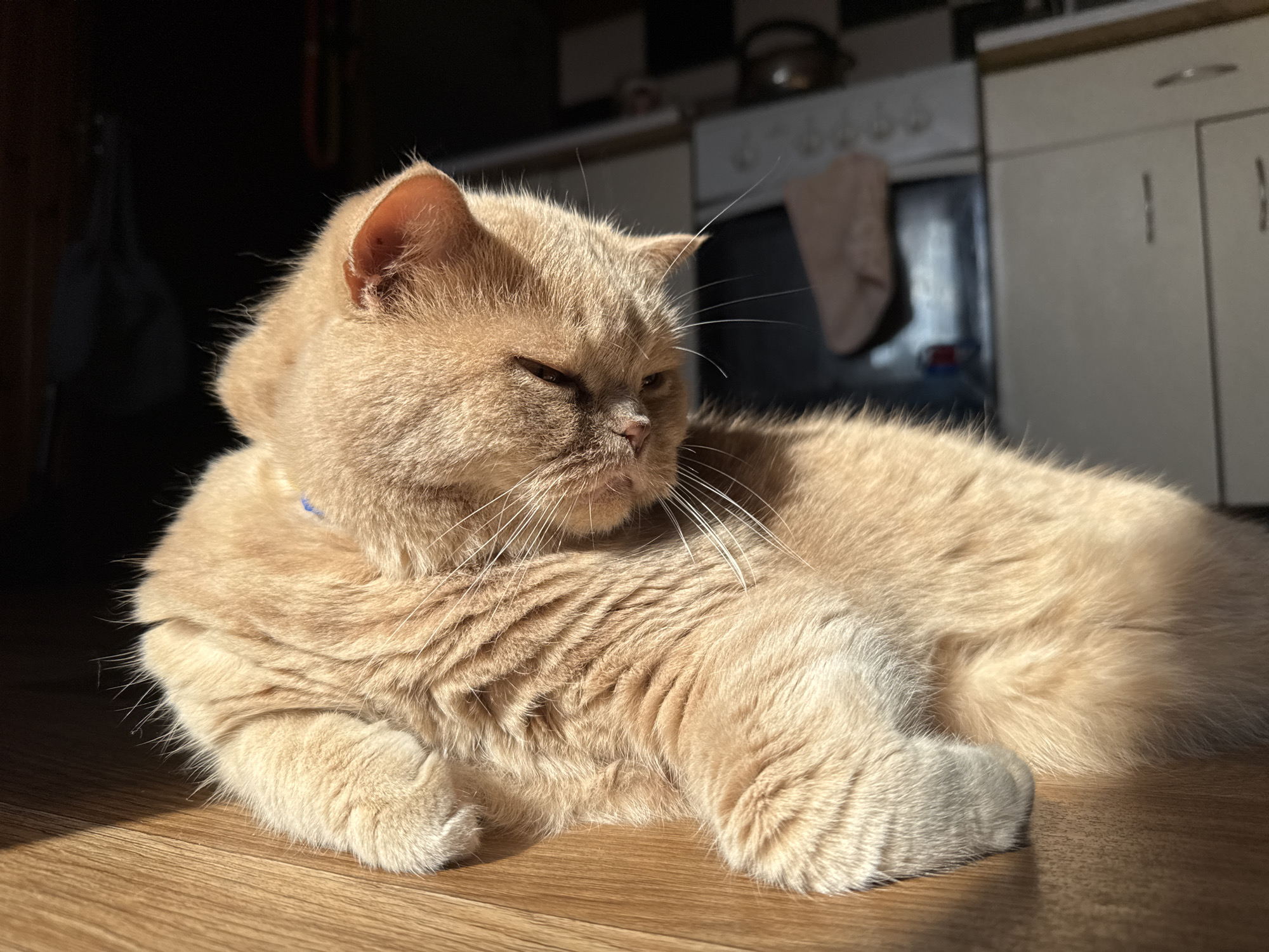 Cats, sunlight, and a slow morning at home