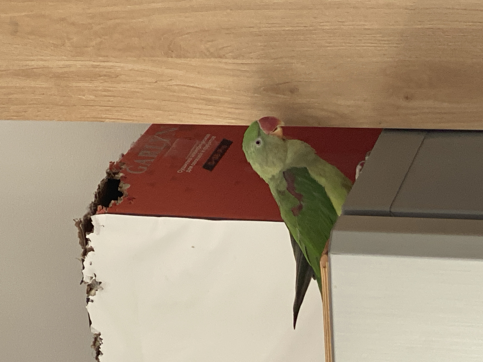 Parakeet on a cabinet, heart-shaped shadow on a sunlit wall