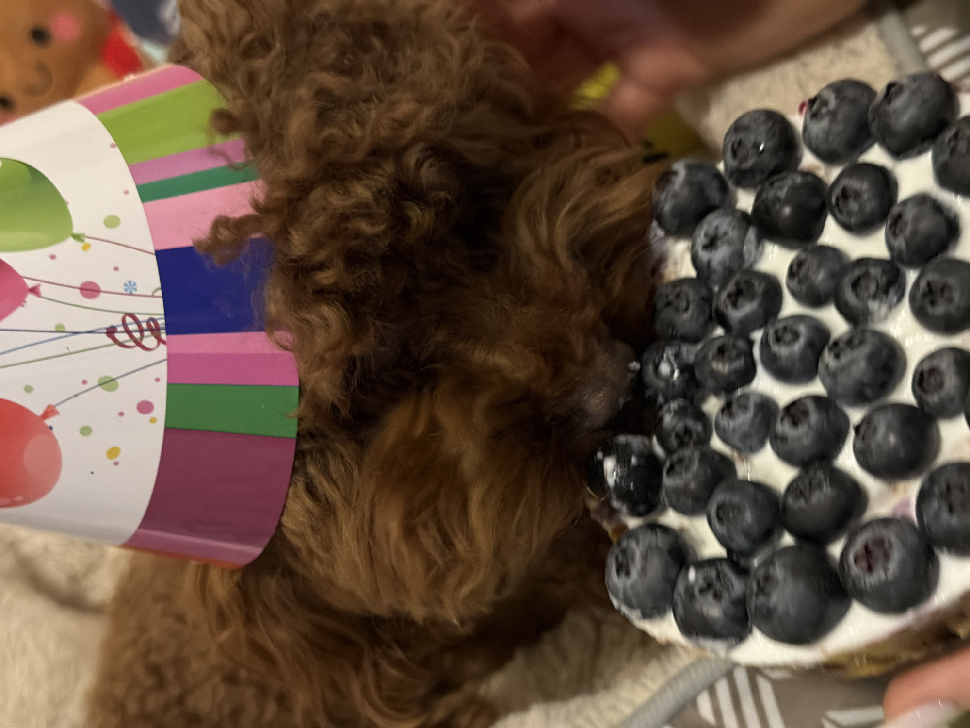 Poodle celebrates birthday party with cake in Sofia