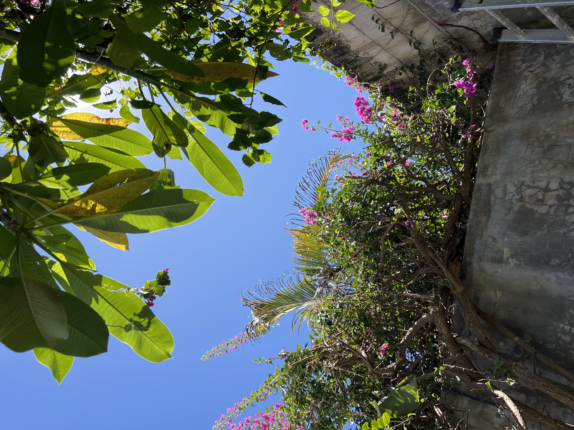 Morning garden routine with dog documented in tropical setting