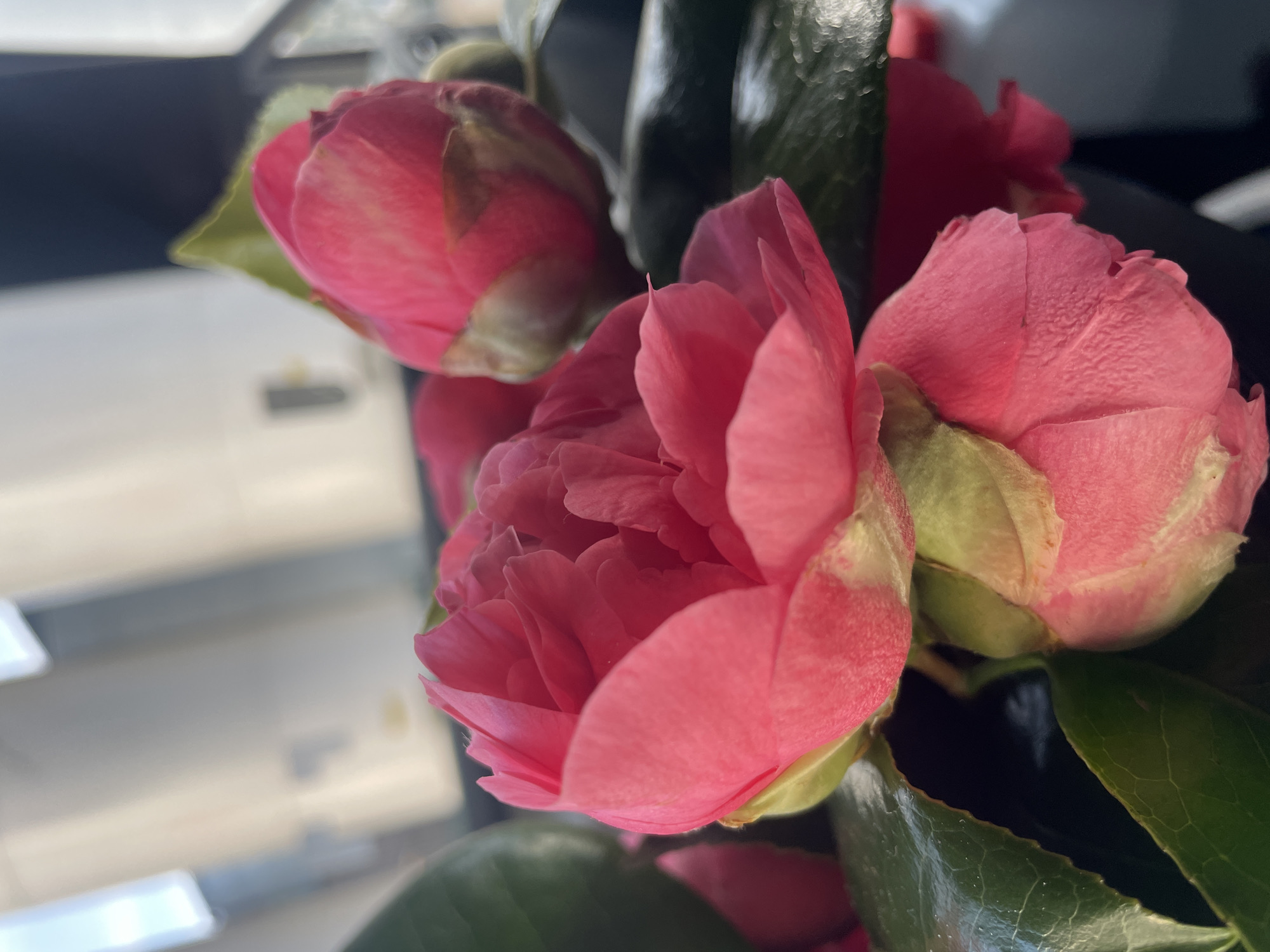Camellia flowers photographed in various arrangements in Carhaix-Plouguer