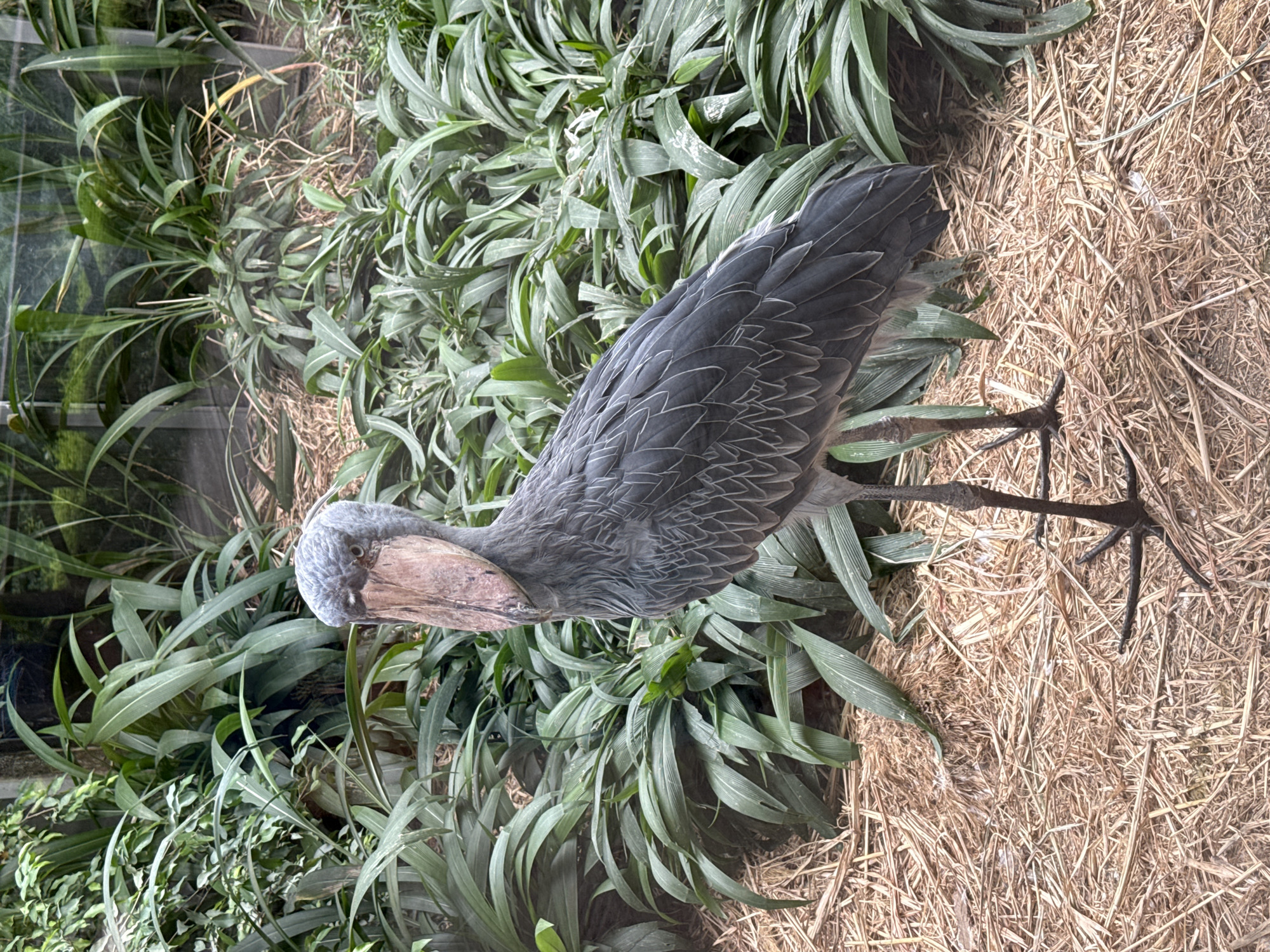 Afternoon walk through Prague Zoo's bird and animal enclosures