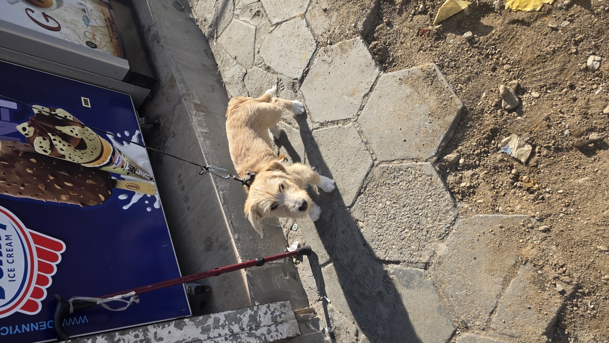 Quiet afternoon moments with dogs and family in Blagoevgrad