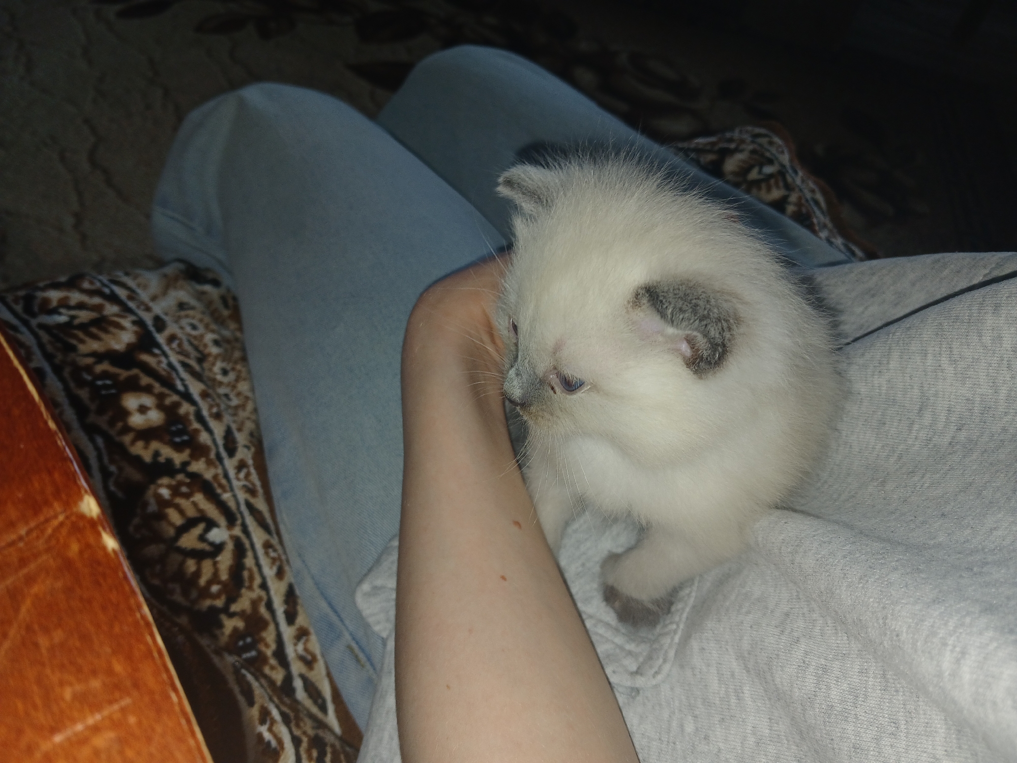 Person cradles white kitten in Russian village morning