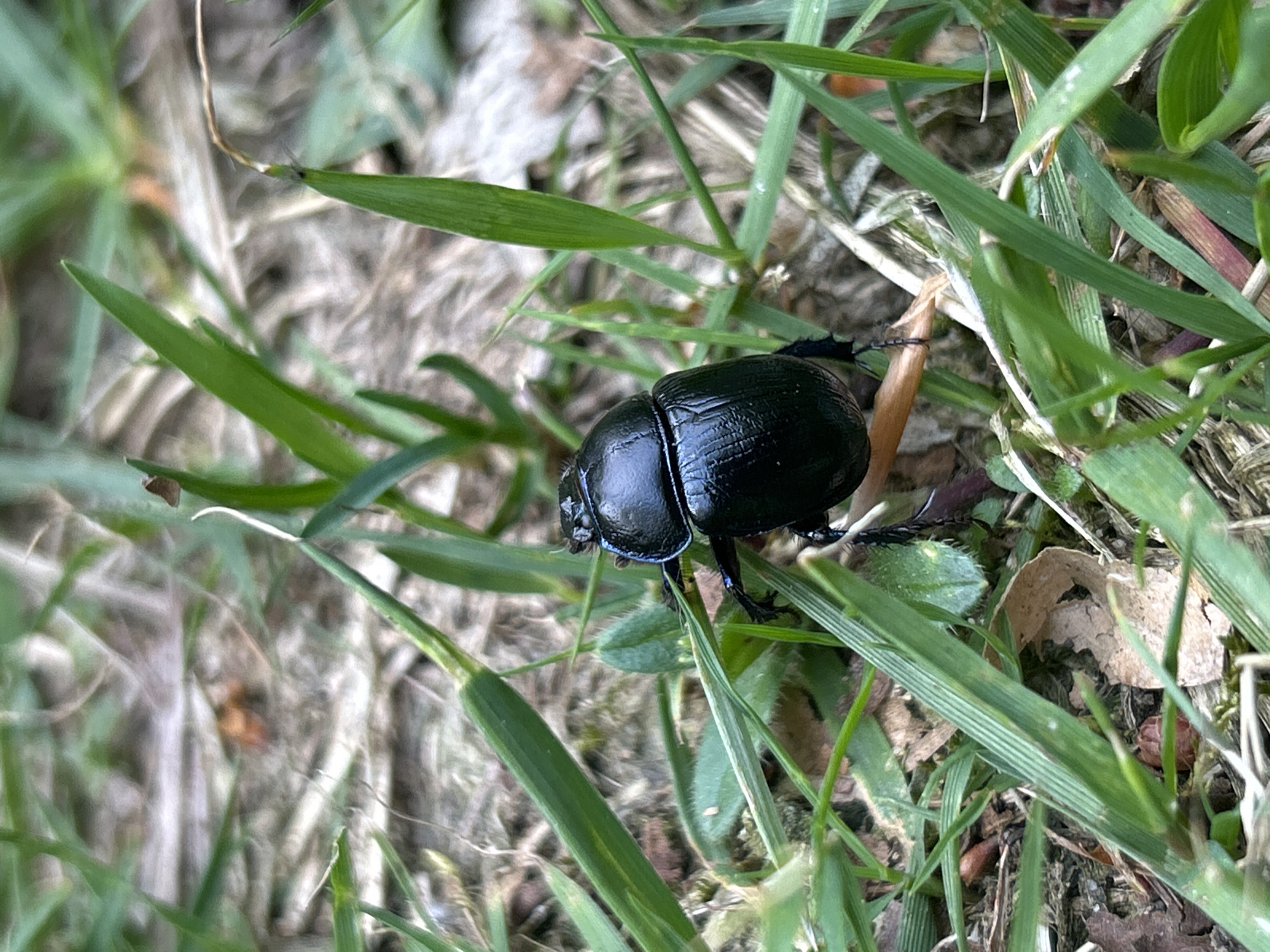 Black beetle spotted on grass in Waćmierek, Poland
