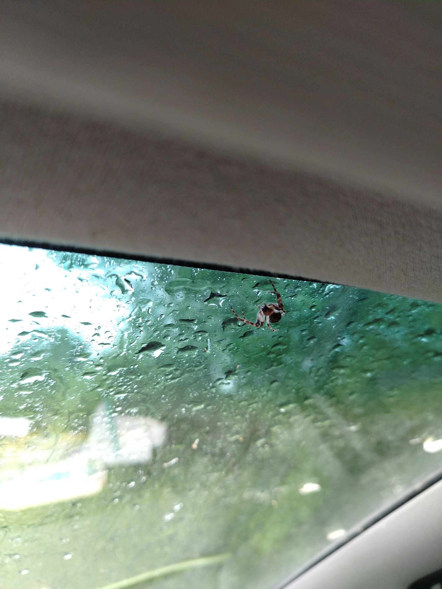 Rainy car ride with spider on windshield amid green foliage