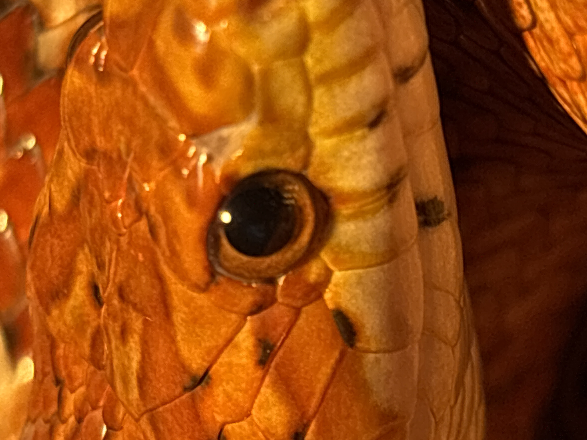 Corn snake in a home terrarium, Saint Petersburg