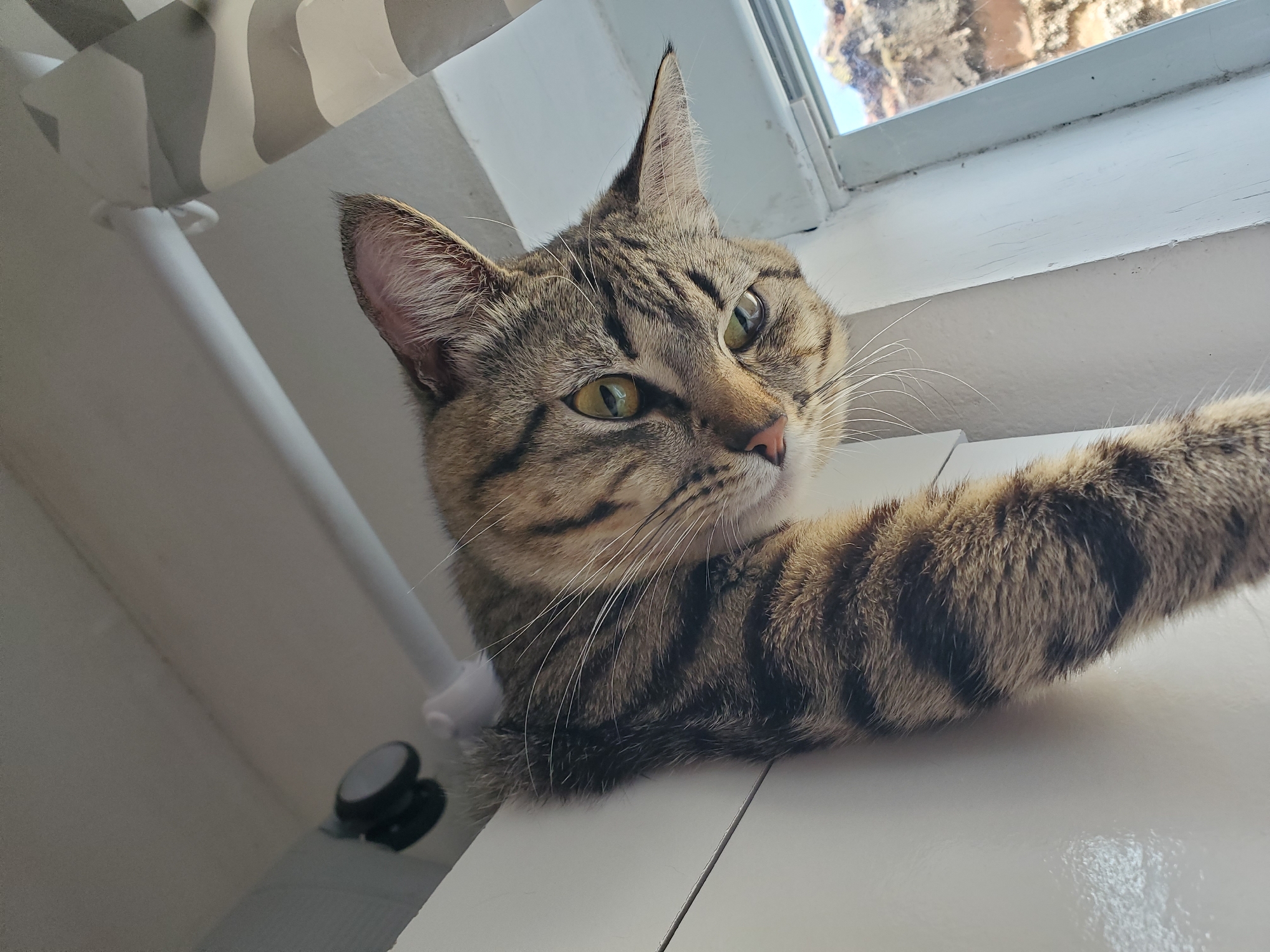 Tabby cat photographed in multiple poses across Curitiba home