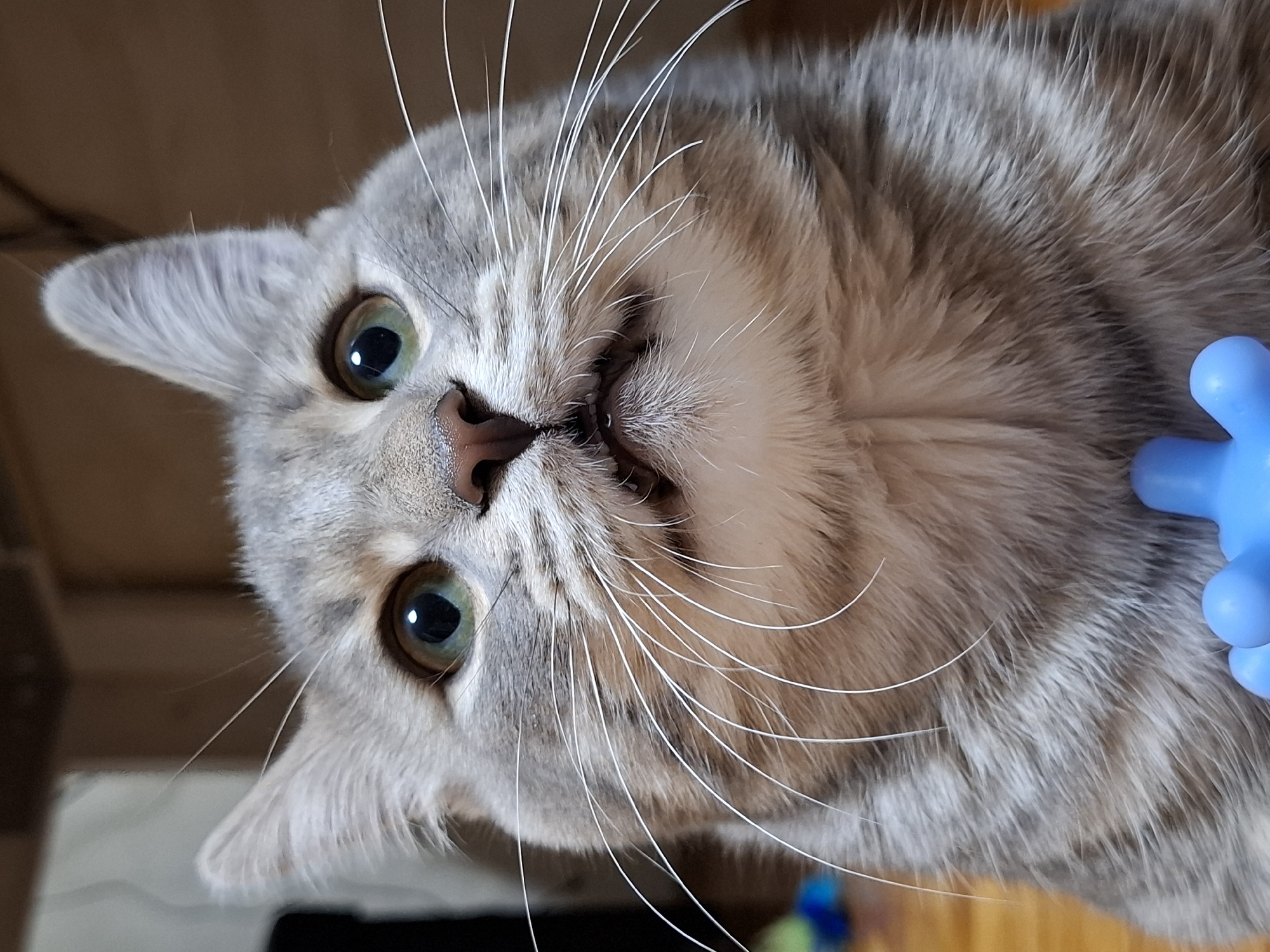 Tabby cat photographed during playtime in Novi Sad home