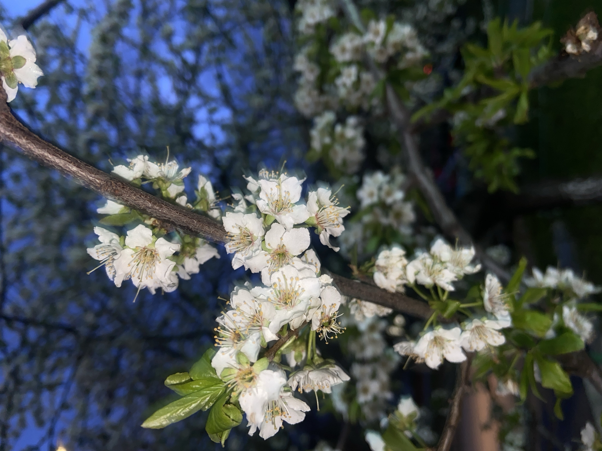 Spring blooms and nighttime streets captured in Saratov