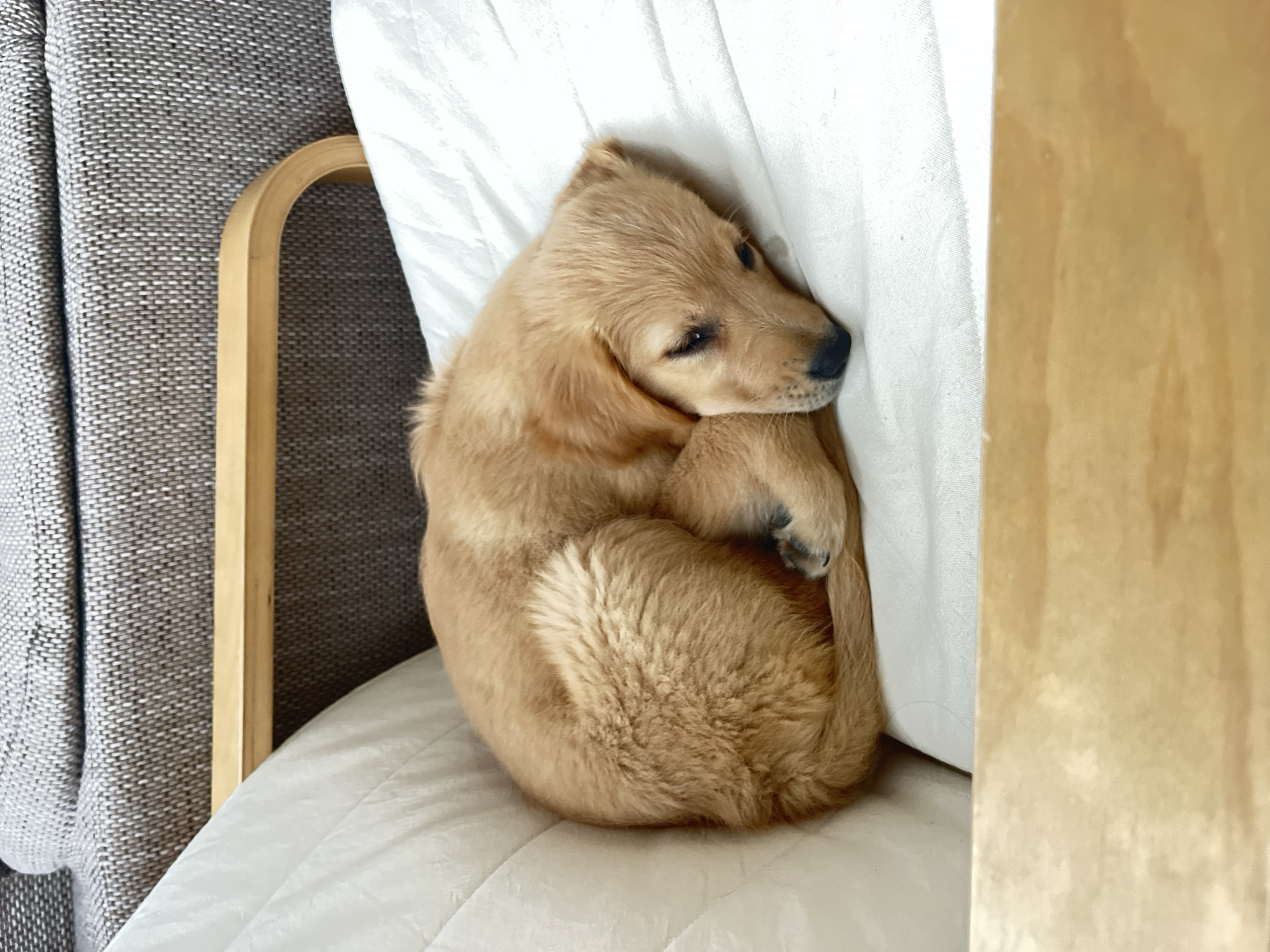 Golden retriever puppy plays at Kostinbrod home