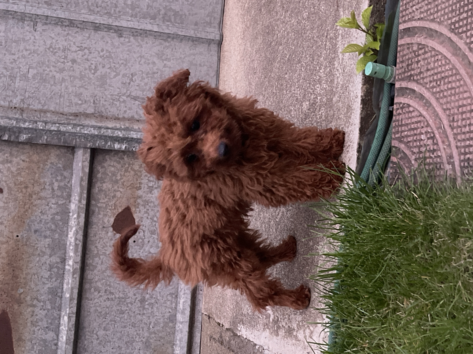 Small poodle's daily routine captured in Sofia backyard