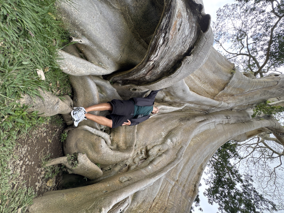 Tourists pose with giant banyan tree in Indonesia