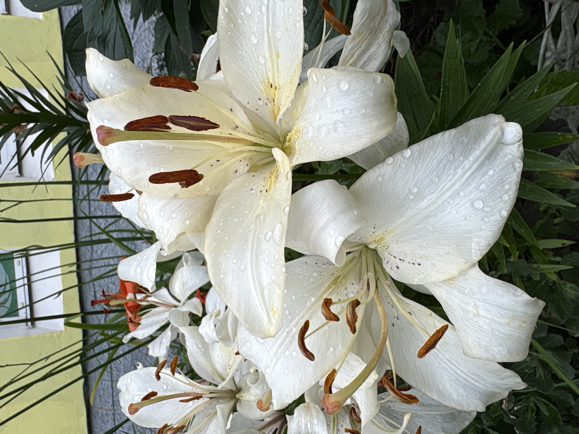 Rain-wet garden flowers in Vitebsk on a July morning