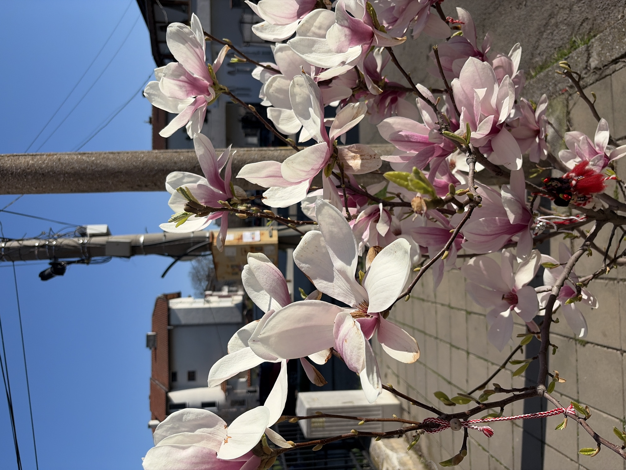 Magnolia tree blooms observed in residential Burgas, Bulgaria