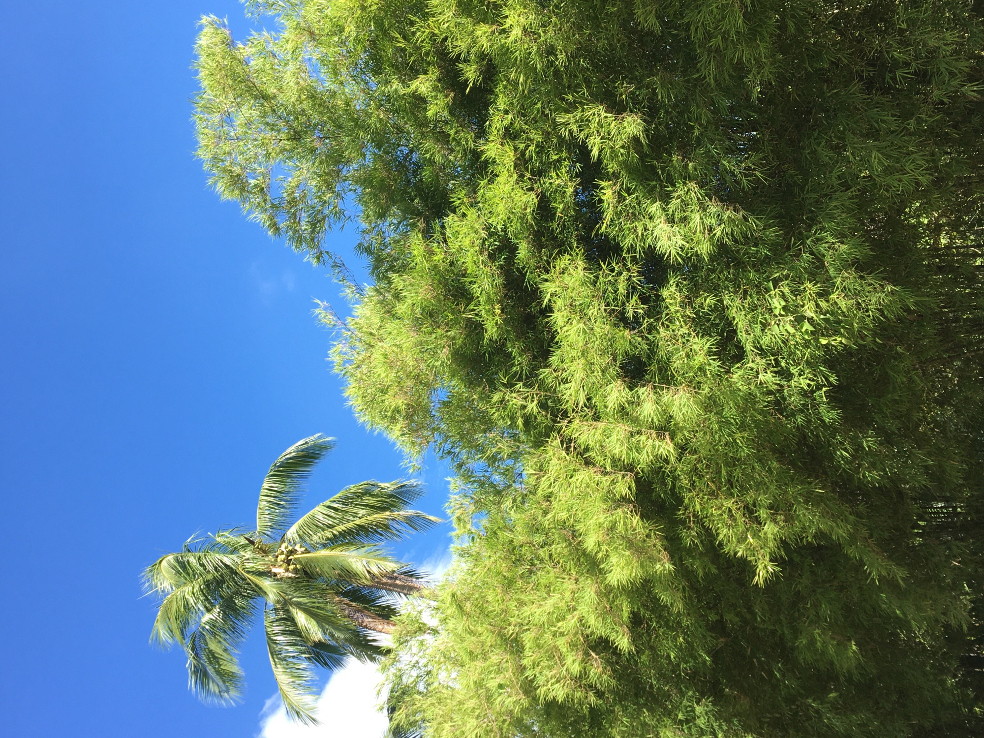 Tropical vegetation documented along Thai road under clear skies