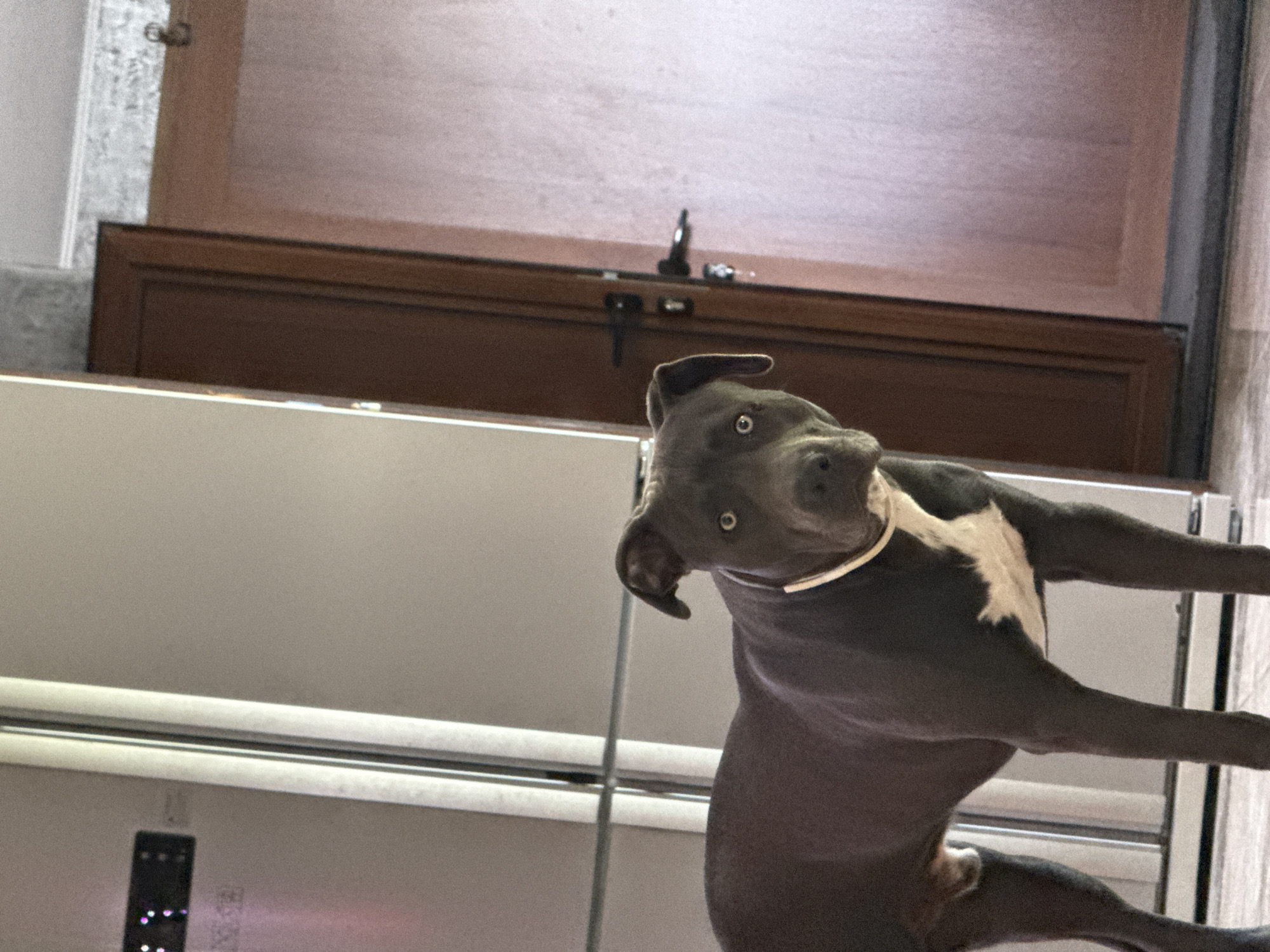 Grey pit bull relaxing indoors and out in Zornitsa