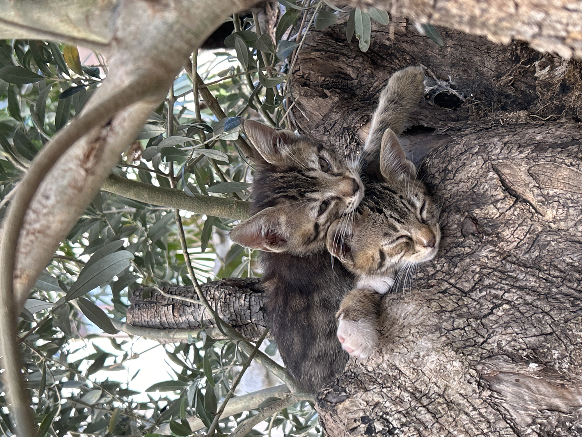 Tabby kittens spotted playing in trees in Bečići, Montenegro
