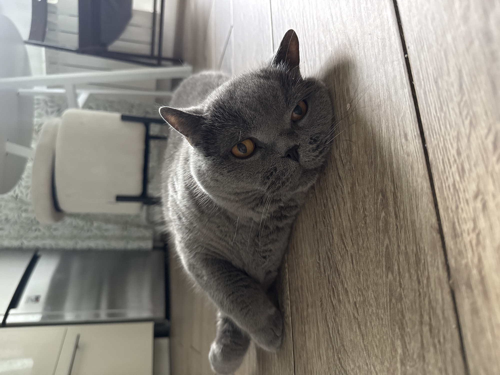 Sunset skies and a British Shorthair cat, suburban Moscow