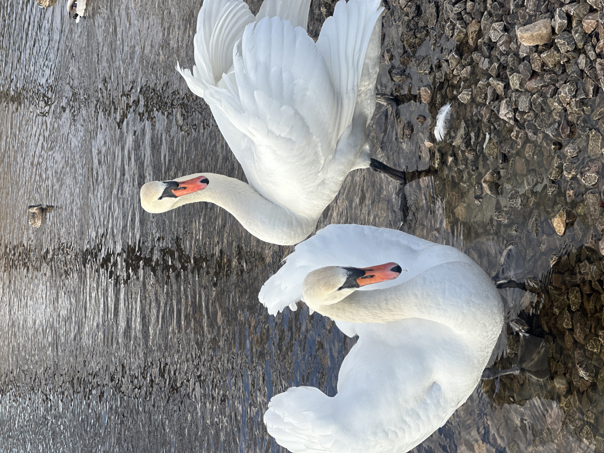 Swans feeding and preening in shallow waters in Riga