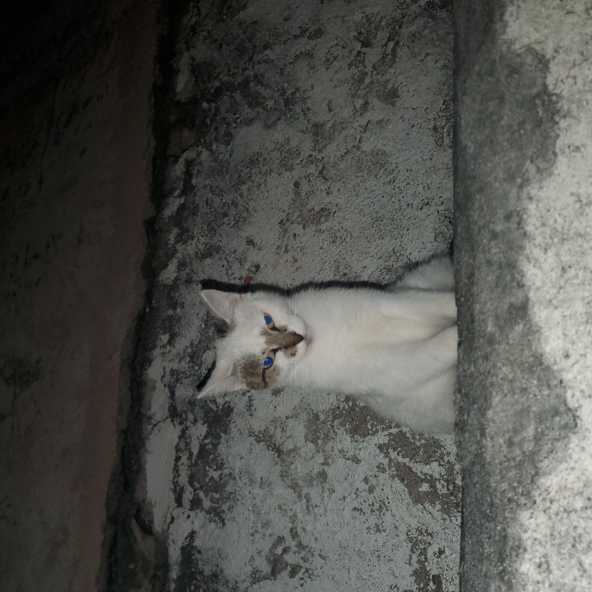 Cats spotted resting in various Curitiba locations overnight