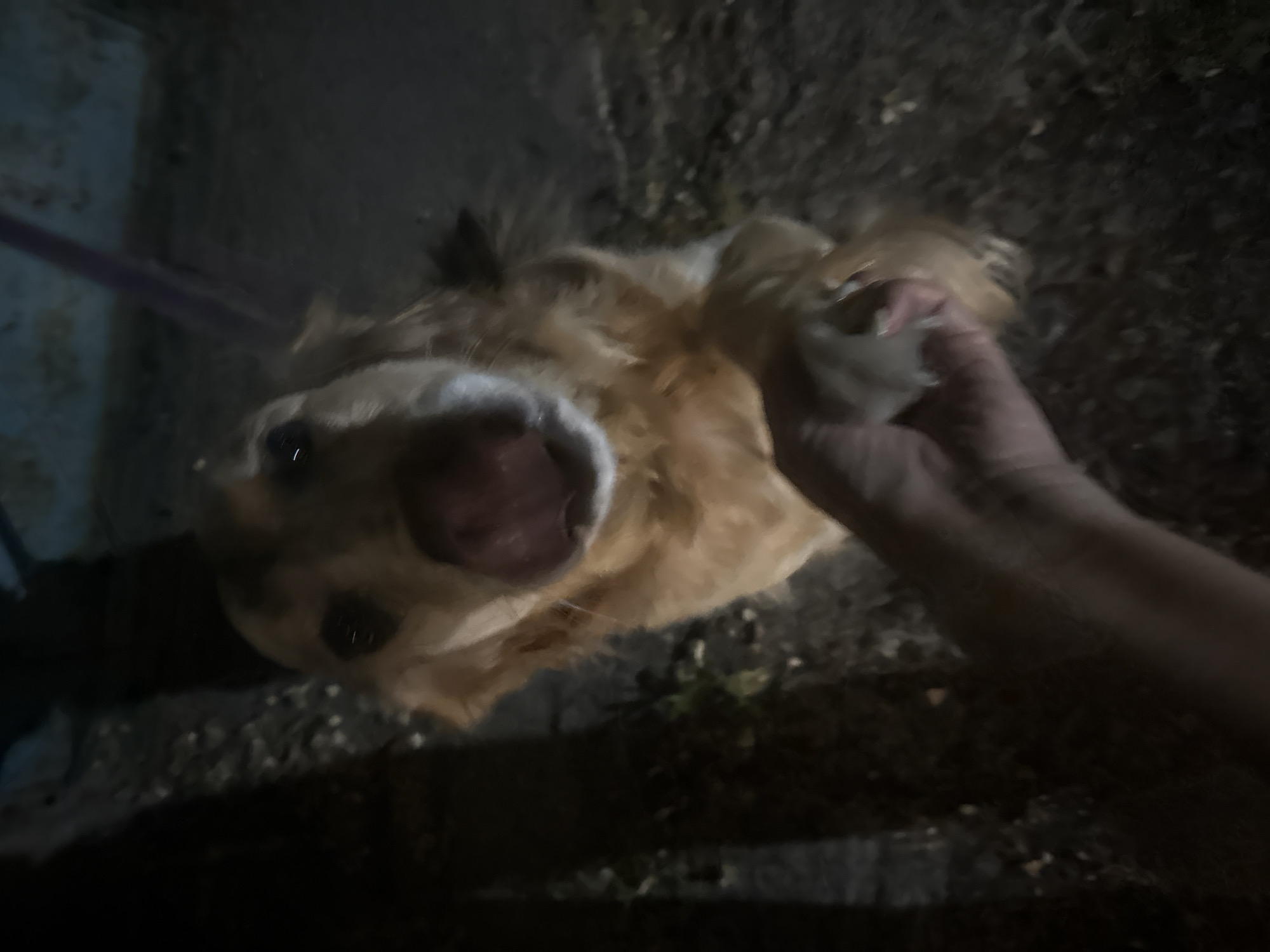 Golden retriever being fed treats outdoors